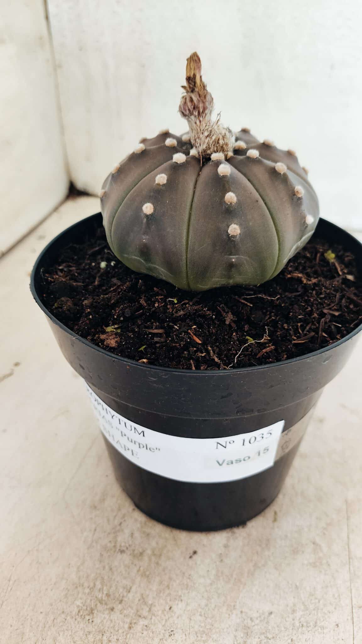 MATRIZ ASTROPHYTUM ASTERIAS STAR SHAPE "Purple" Nº 1035 – vaso 15 - foto 6