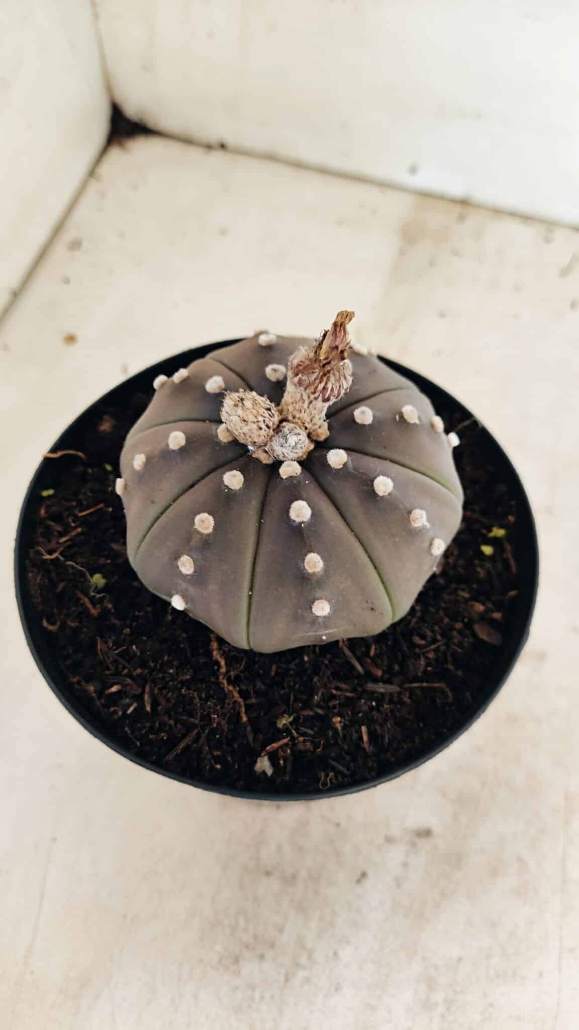 MATRIZ ASTROPHYTUM ASTERIAS STAR SHAPE "Purple" Nº 1035 – vaso 15 - foto 7