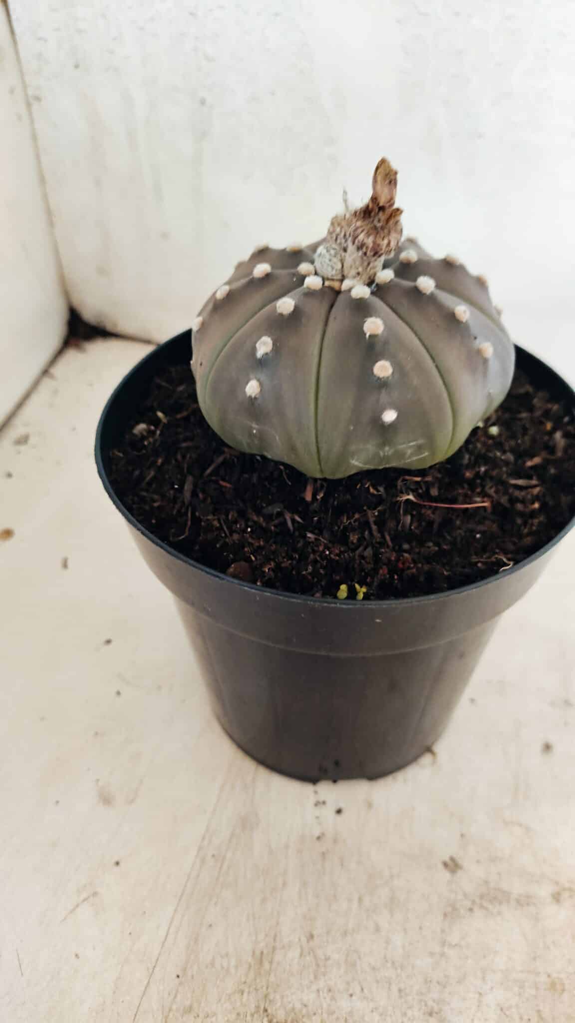 MATRIZ ASTROPHYTUM ASTERIAS STAR SHAPE "Purple" Nº 1035 – vaso 15 - foto 8