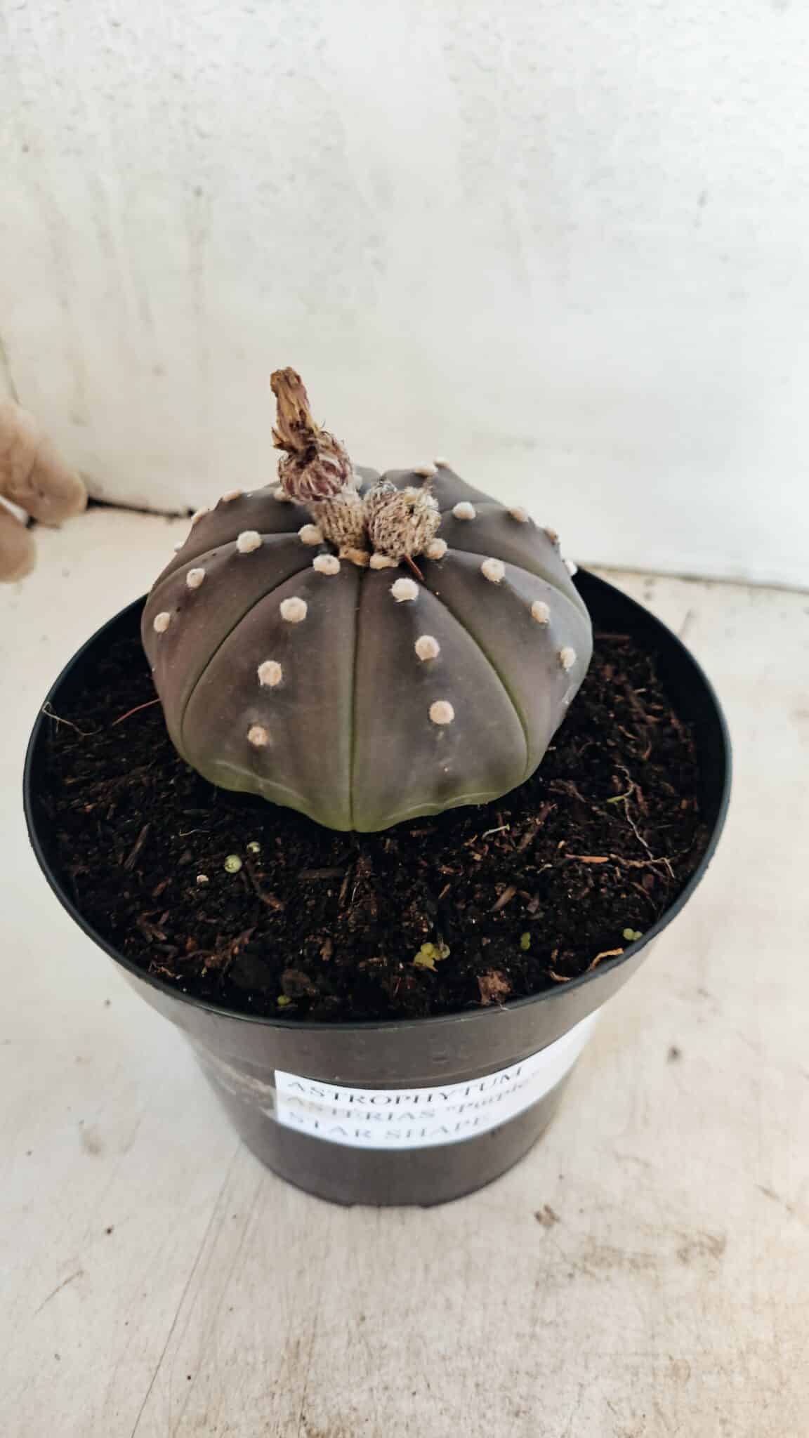 MATRIZ ASTROPHYTUM ASTERIAS STAR SHAPE "Purple" Nº 1035 – vaso 15 - foto 9