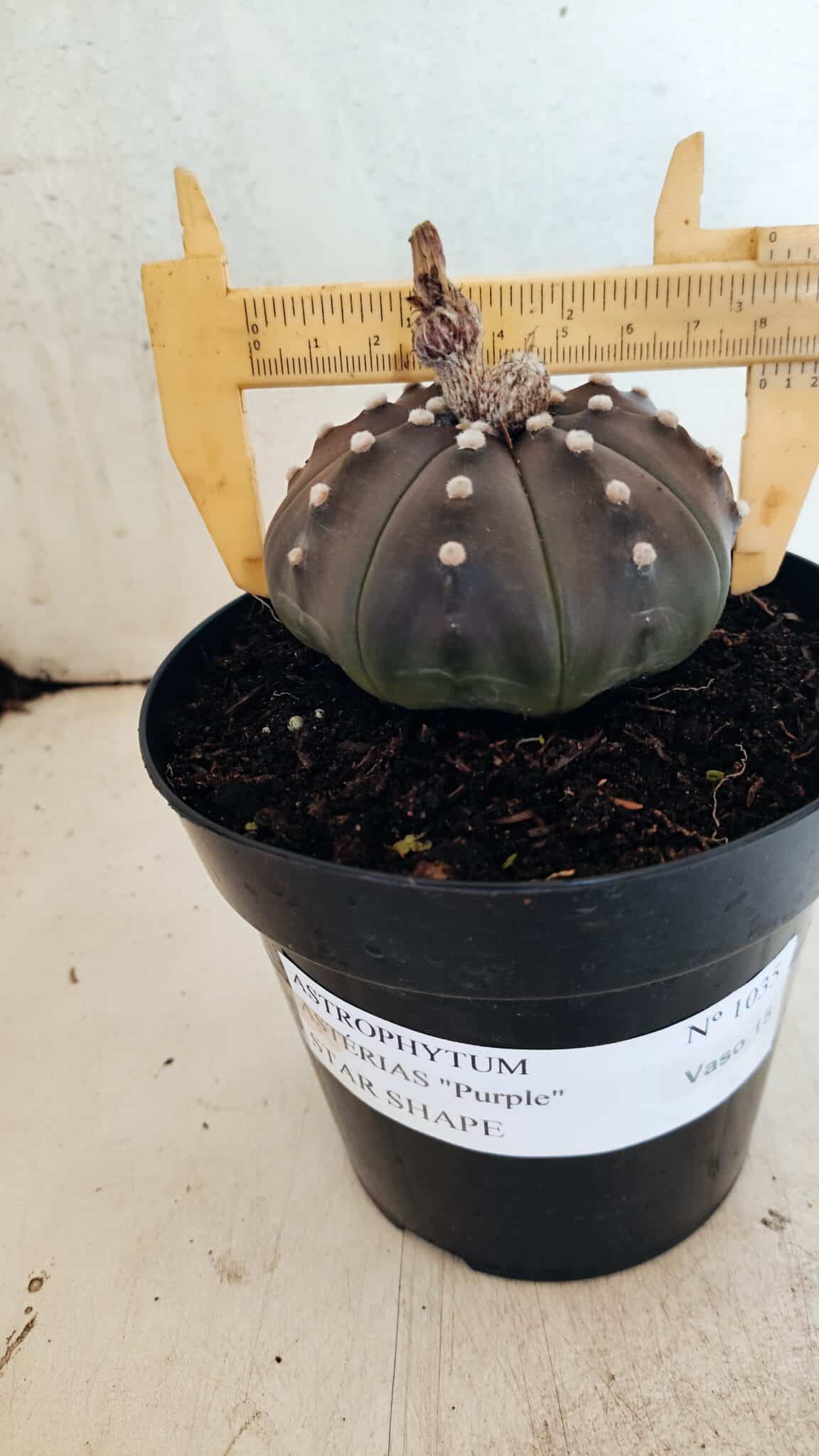MATRIZ ASTROPHYTUM ASTERIAS STAR SHAPE "Purple" Nº 1035 – vaso 15 - foto 10