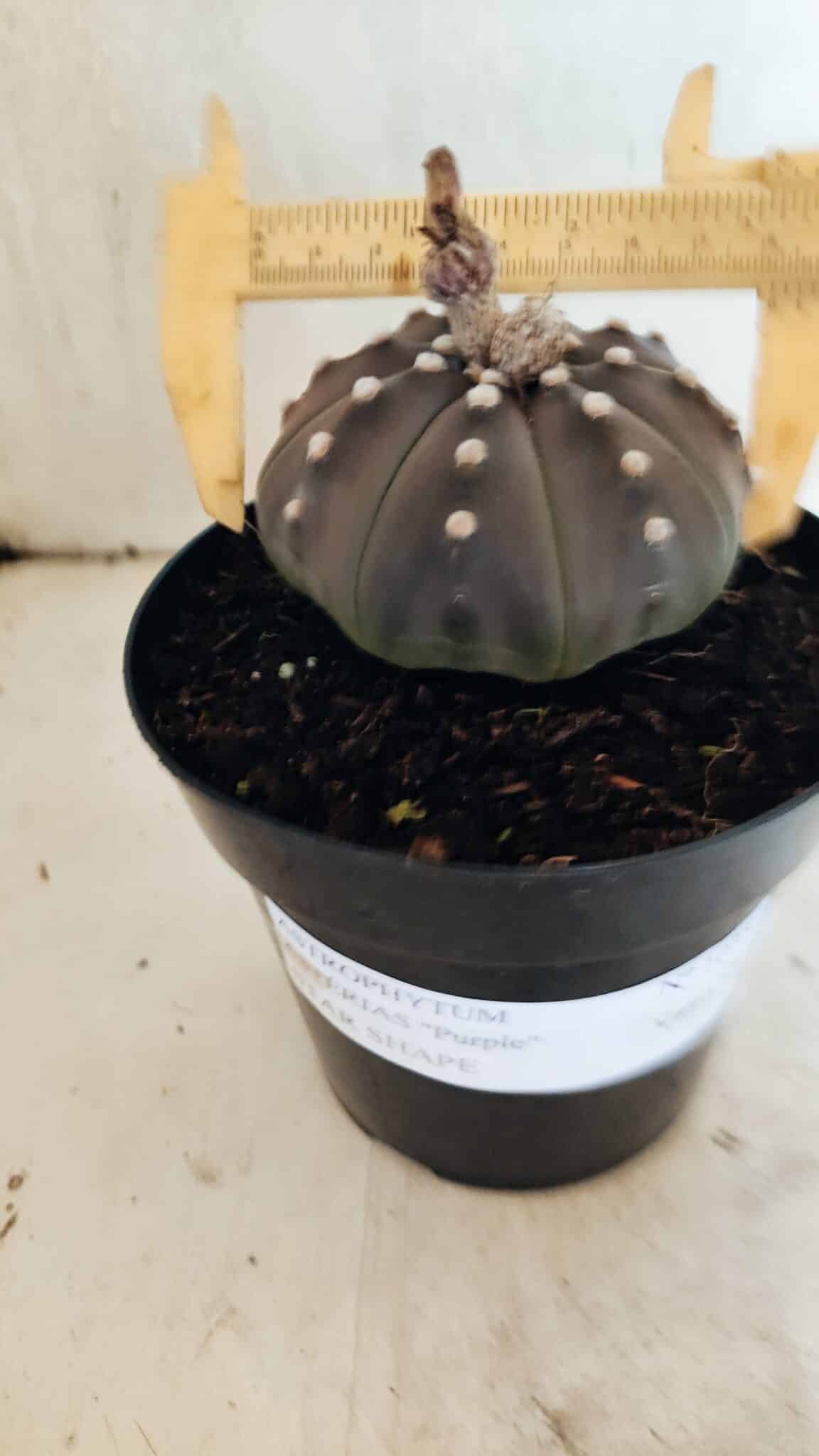 MATRIZ ASTROPHYTUM ASTERIAS STAR SHAPE "Purple" Nº 1035 – vaso 15 - foto 4