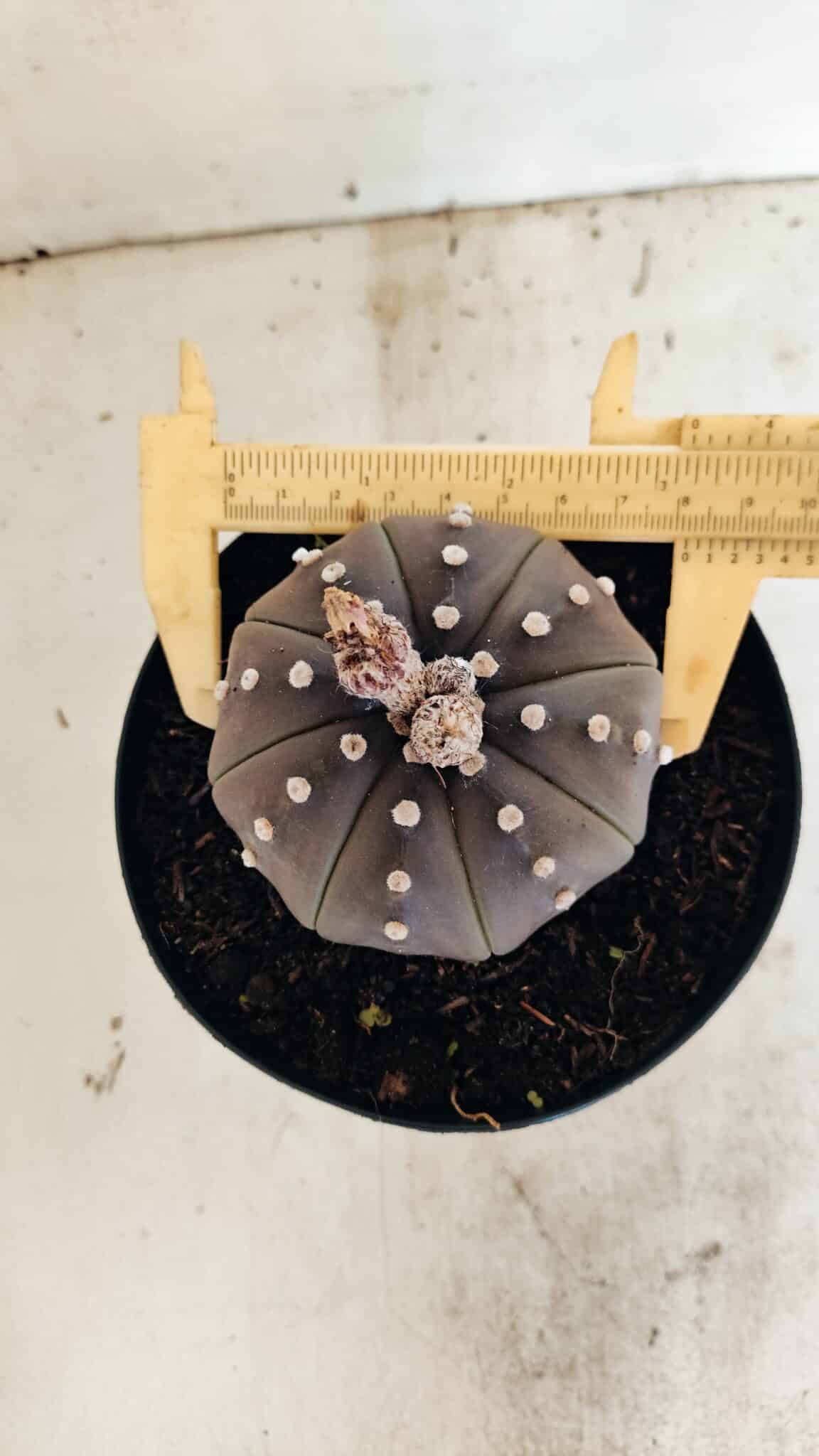 MATRIZ ASTROPHYTUM ASTERIAS STAR SHAPE "Purple" Nº 1035 – vaso 15 - foto 5