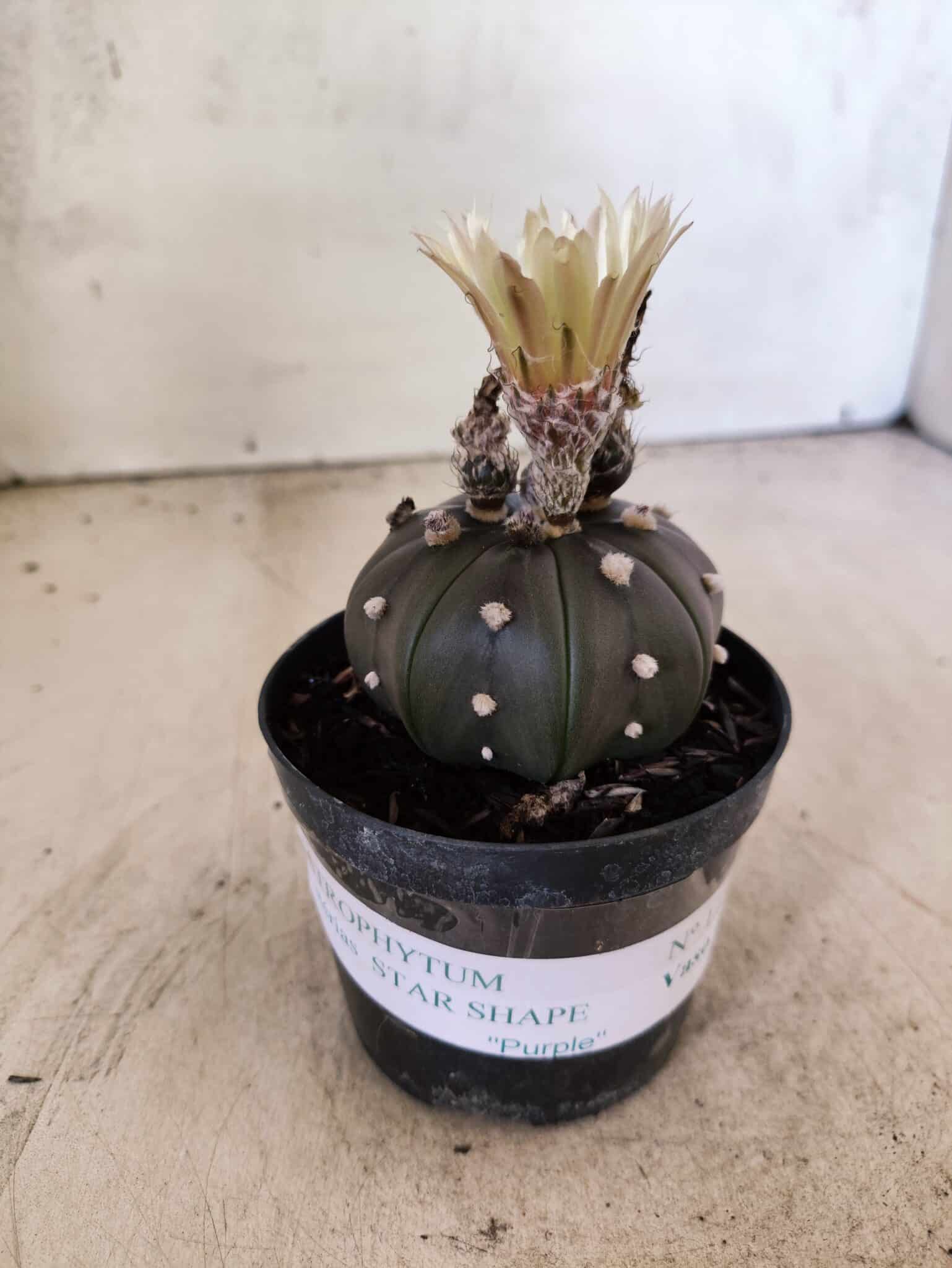 MATRIZ ASTROPHYTUM ASTERIAS STAR SHAPE "Purple" Nº 1156 – vaso 09 - foto 2