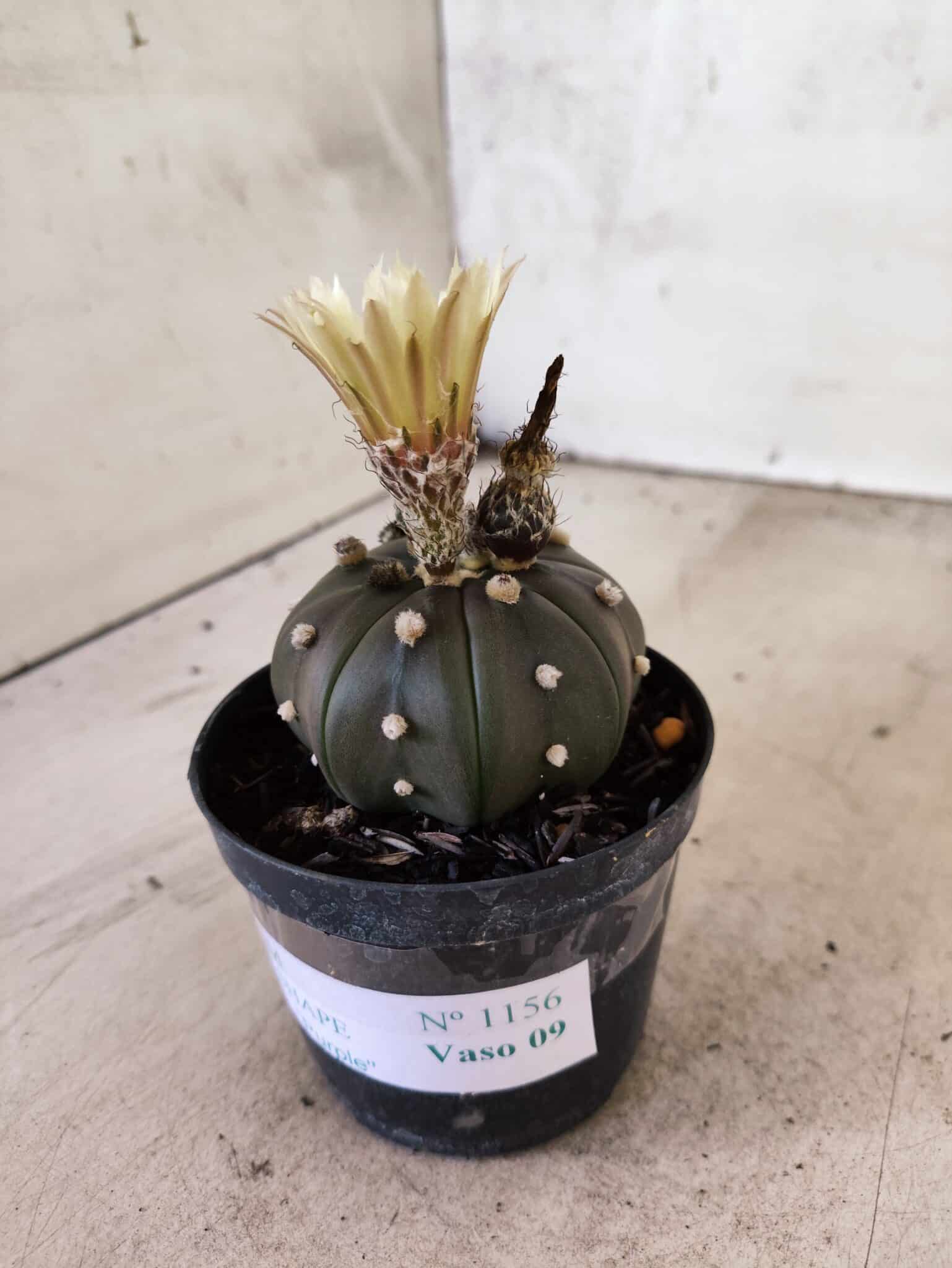 MATRIZ ASTROPHYTUM ASTERIAS STAR SHAPE "Purple" Nº 1156 – vaso 09 - foto 8