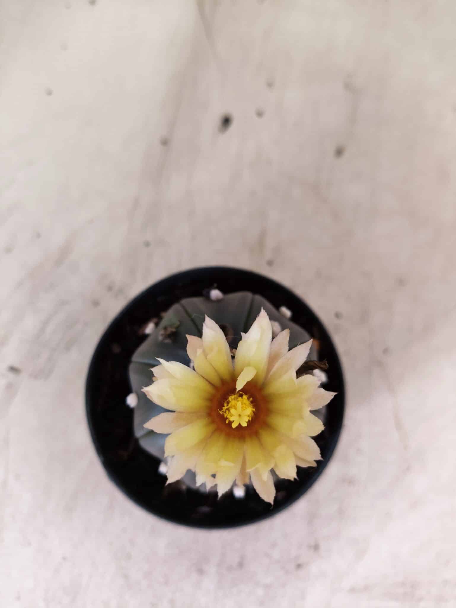 MATRIZ ASTROPHYTUM ASTERIAS STAR SHAPE "Purple" Nº 1156 – vaso 09 - foto 3
