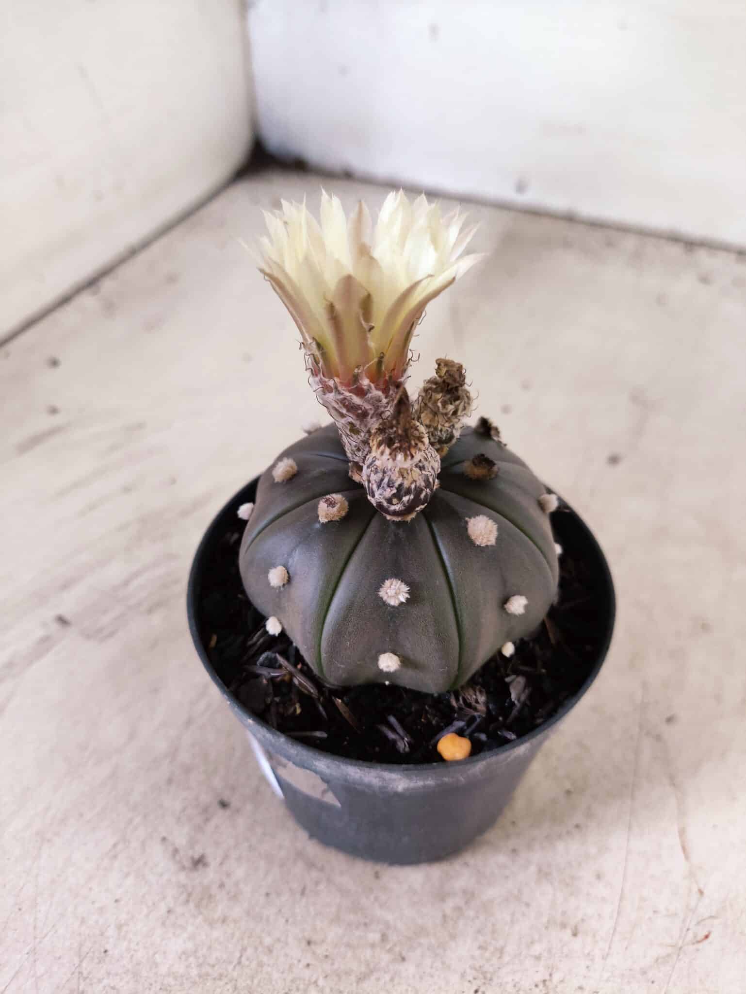 MATRIZ ASTROPHYTUM ASTERIAS STAR SHAPE "Purple" Nº 1156 – vaso 09 - foto 7