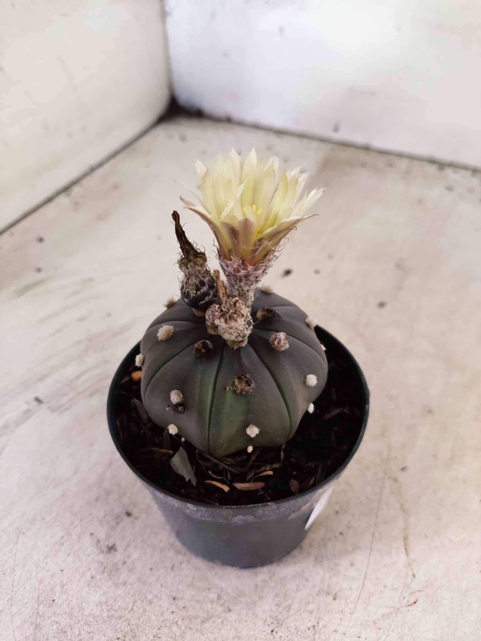 MATRIZ ASTROPHYTUM ASTERIAS STAR SHAPE "Purple" Nº 1156 – vaso 09 - foto 6