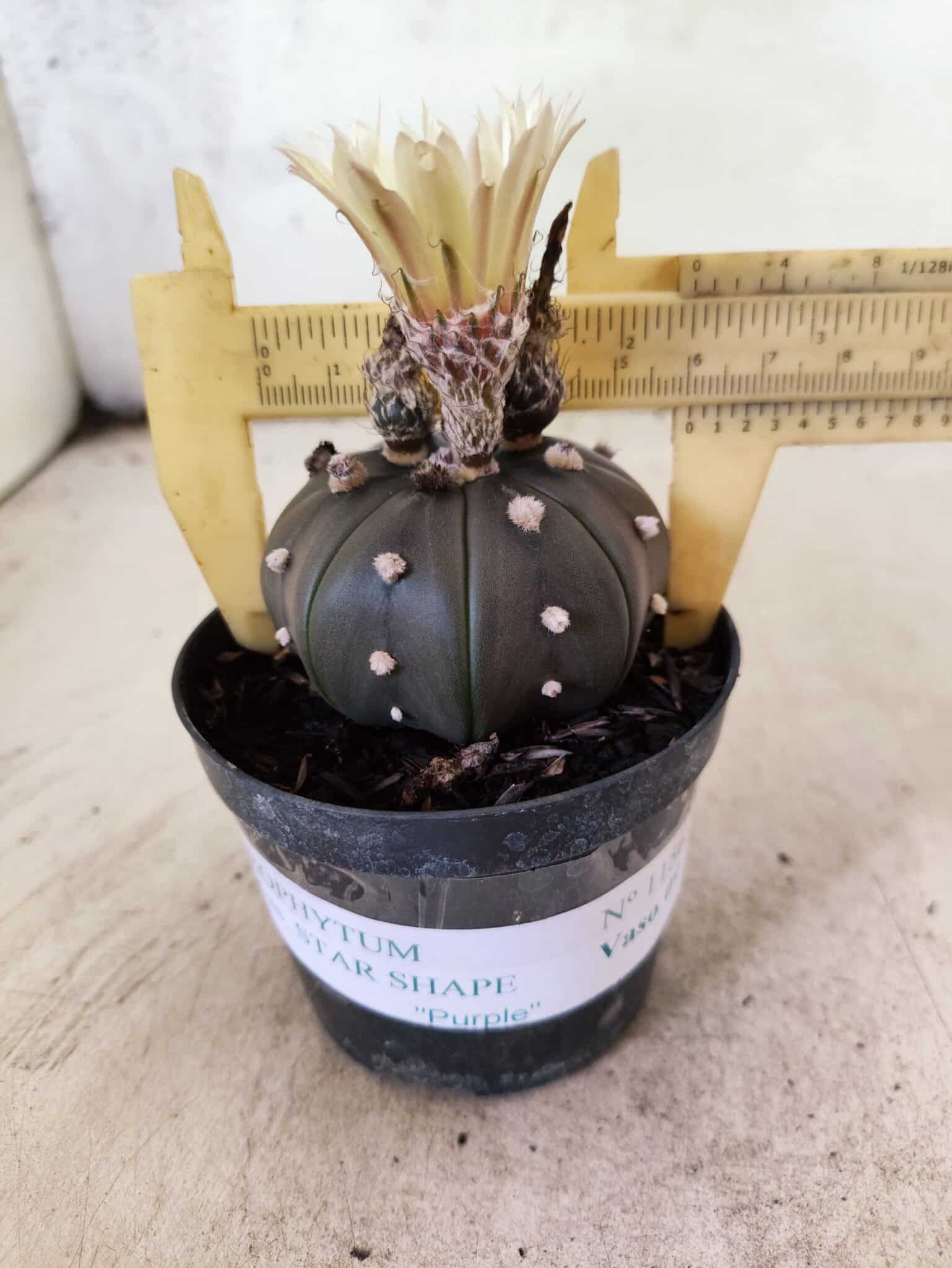 MATRIZ ASTROPHYTUM ASTERIAS STAR SHAPE "Purple" Nº 1156 – vaso 09 - foto 4