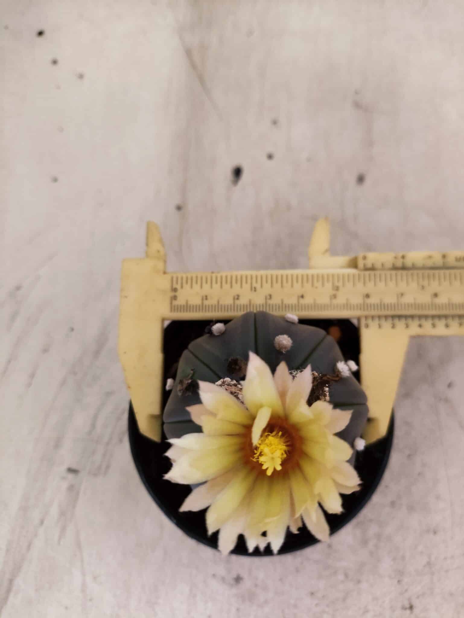 MATRIZ ASTROPHYTUM ASTERIAS STAR SHAPE "Purple" Nº 1156 – vaso 09 - foto 5