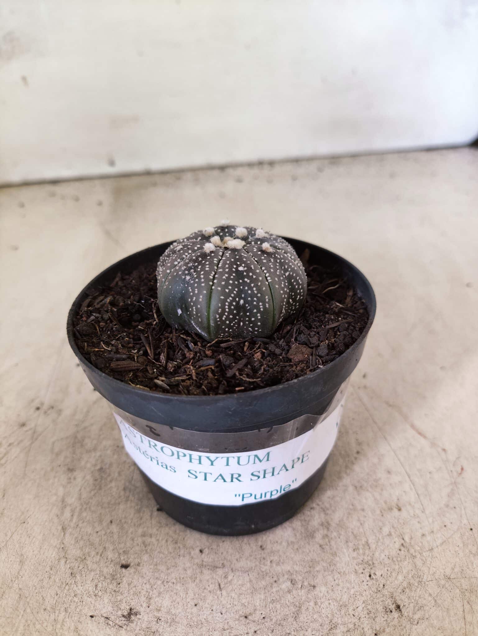 MATRIZ ASTROPHYTUM ASTERIAS STAR SHAPE "Purple" Nº 1157 – vaso 09 - foto 2