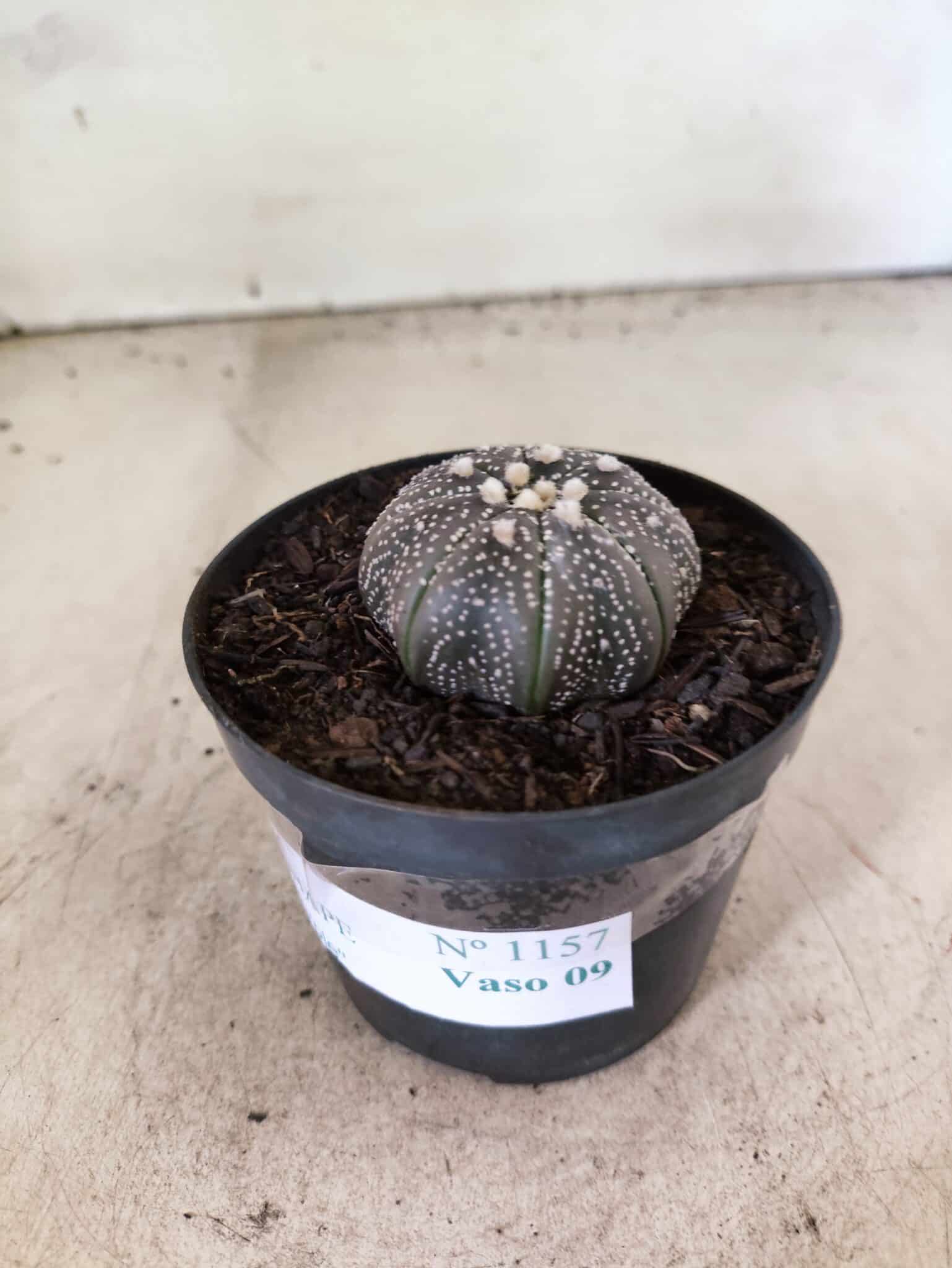 MATRIZ ASTROPHYTUM ASTERIAS STAR SHAPE "Purple" Nº 1157 – vaso 09 - foto 8