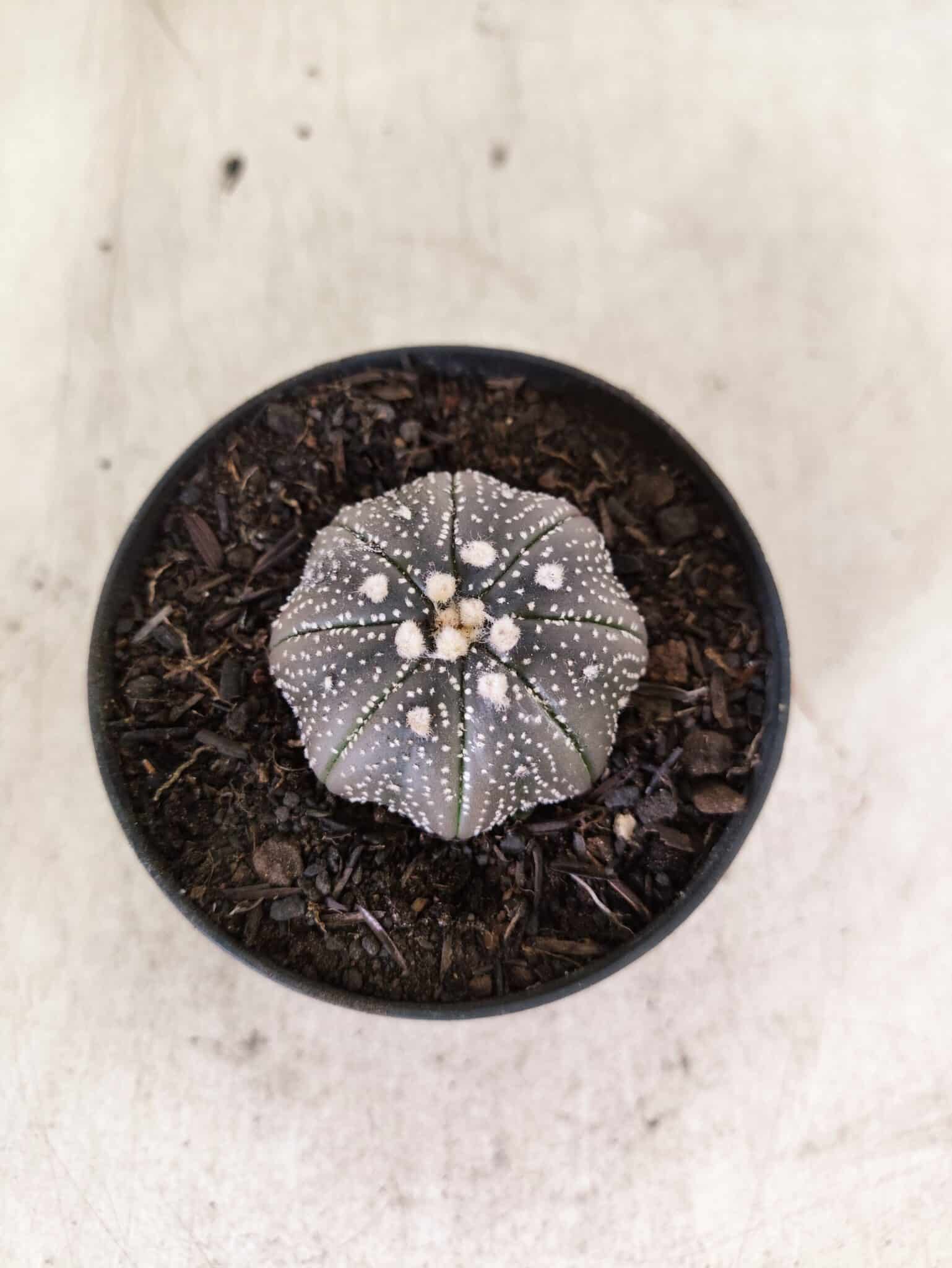 MATRIZ ASTROPHYTUM ASTERIAS STAR SHAPE "Purple" Nº 1157 – vaso 09 - foto 3