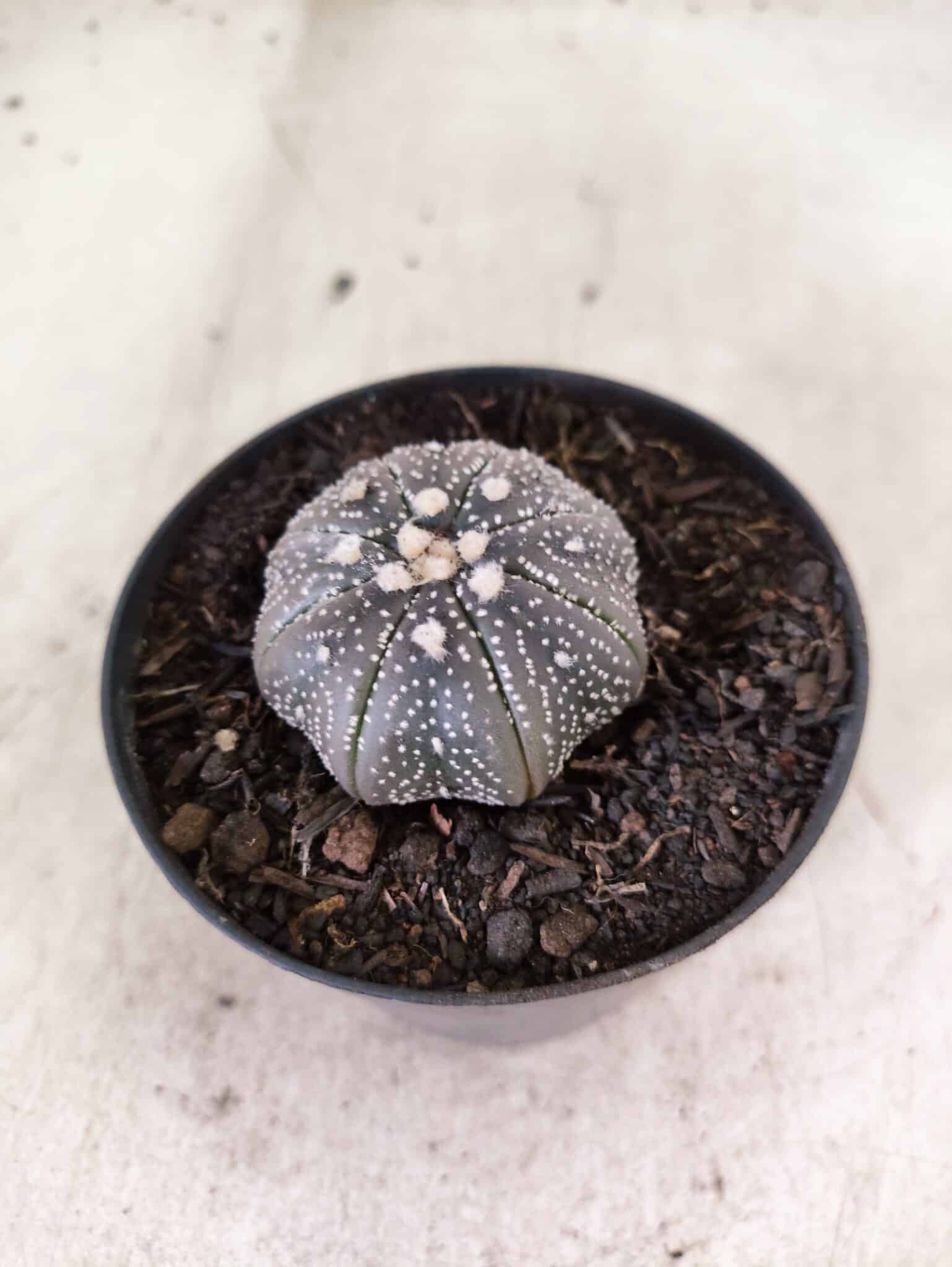 MATRIZ ASTROPHYTUM ASTERIAS STAR SHAPE "Purple" Nº 1157 – vaso 09 - foto 7