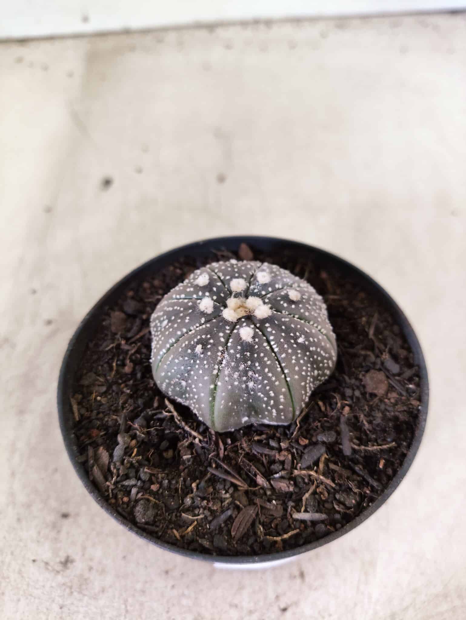 MATRIZ ASTROPHYTUM ASTERIAS STAR SHAPE "Purple" Nº 1157 – vaso 09 - foto 6