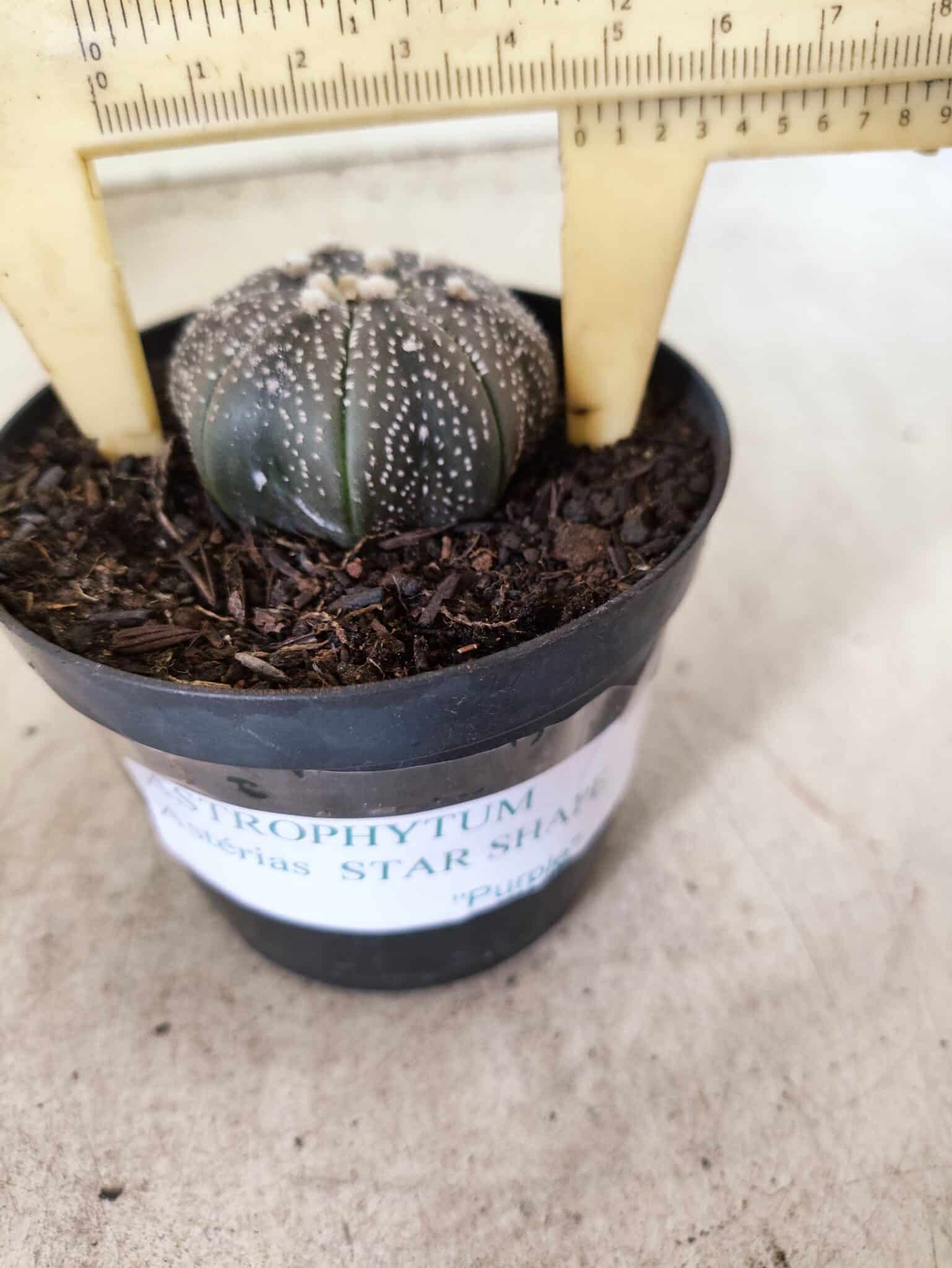 MATRIZ ASTROPHYTUM ASTERIAS STAR SHAPE "Purple" Nº 1157 – vaso 09 - foto 4