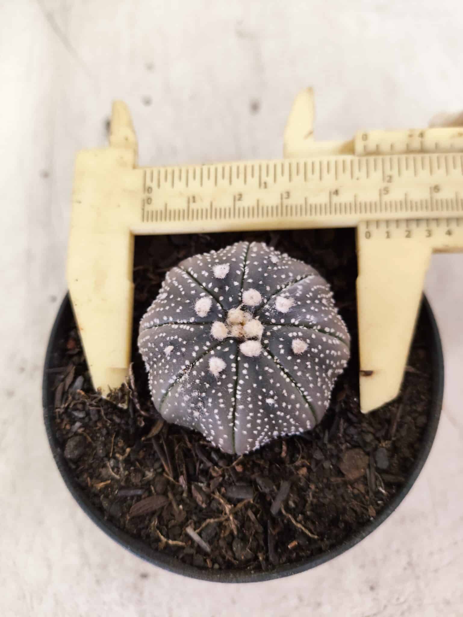 MATRIZ ASTROPHYTUM ASTERIAS STAR SHAPE "Purple" Nº 1157 – vaso 09 - foto 5