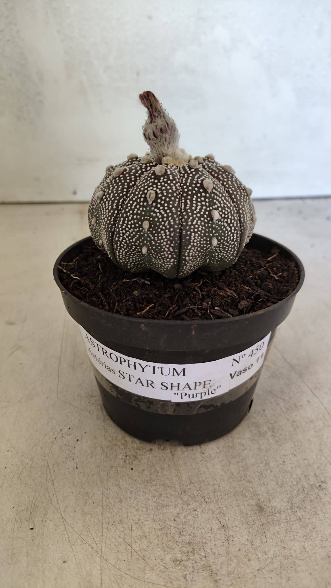 ASTROPHYTUM ASTERIAS STAR SHAPE "Purple" Nº 450 – vaso 11 - foto 2