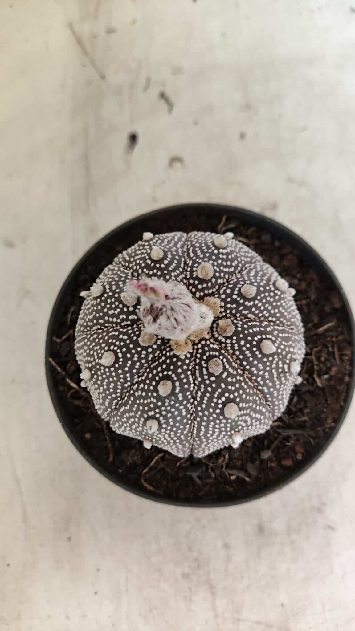 ASTROPHYTUM ASTERIAS STAR SHAPE "Purple" Nº 450 – vaso 11 - foto 3