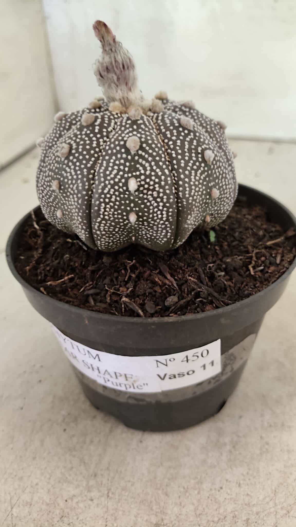 ASTROPHYTUM ASTERIAS STAR SHAPE "Purple" Nº 450 – vaso 11 - foto 9