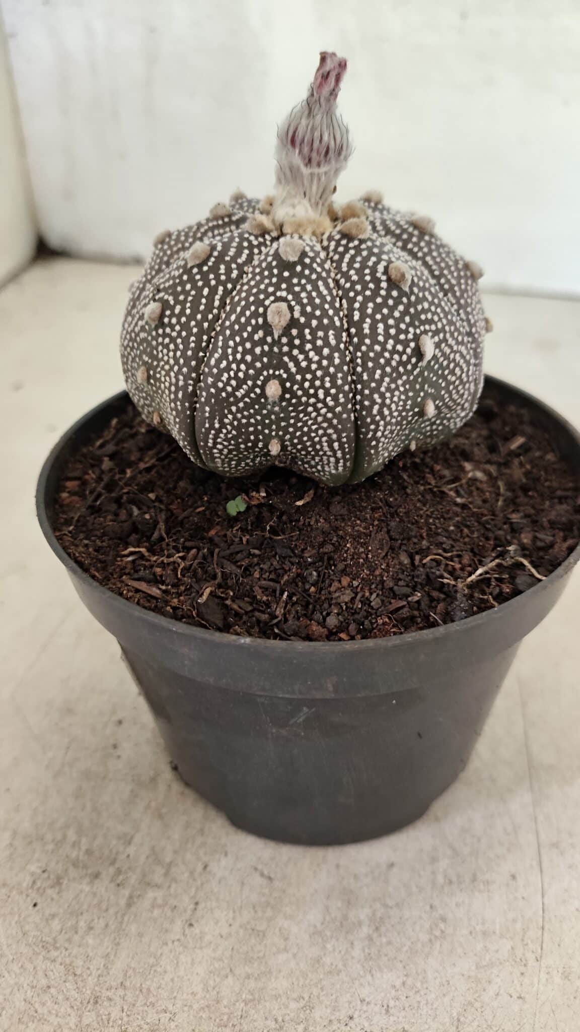 ASTROPHYTUM ASTERIAS STAR SHAPE "Purple" Nº 450 – vaso 11 - foto 8