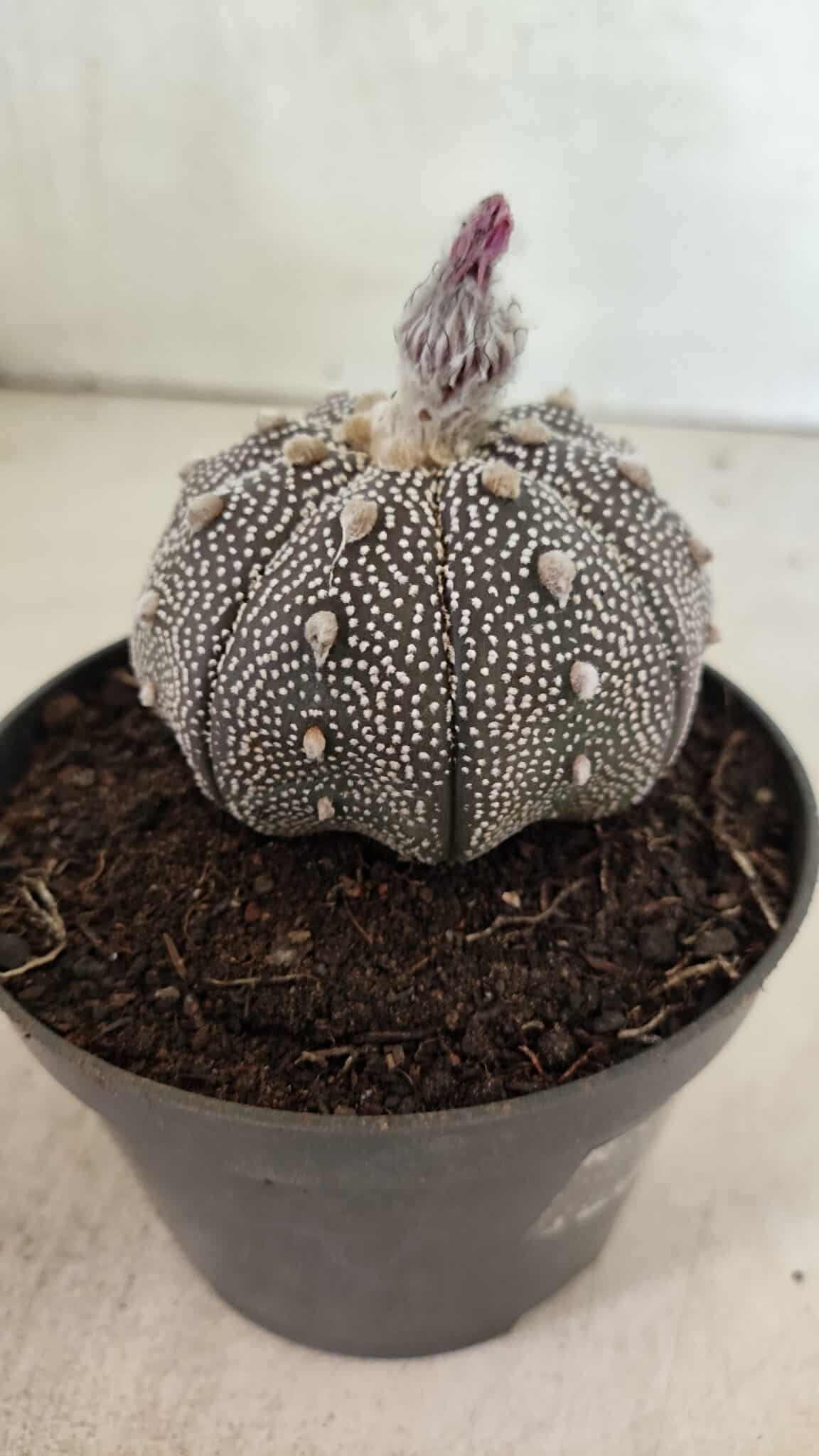 ASTROPHYTUM ASTERIAS STAR SHAPE "Purple" Nº 450 – vaso 11 - foto 7