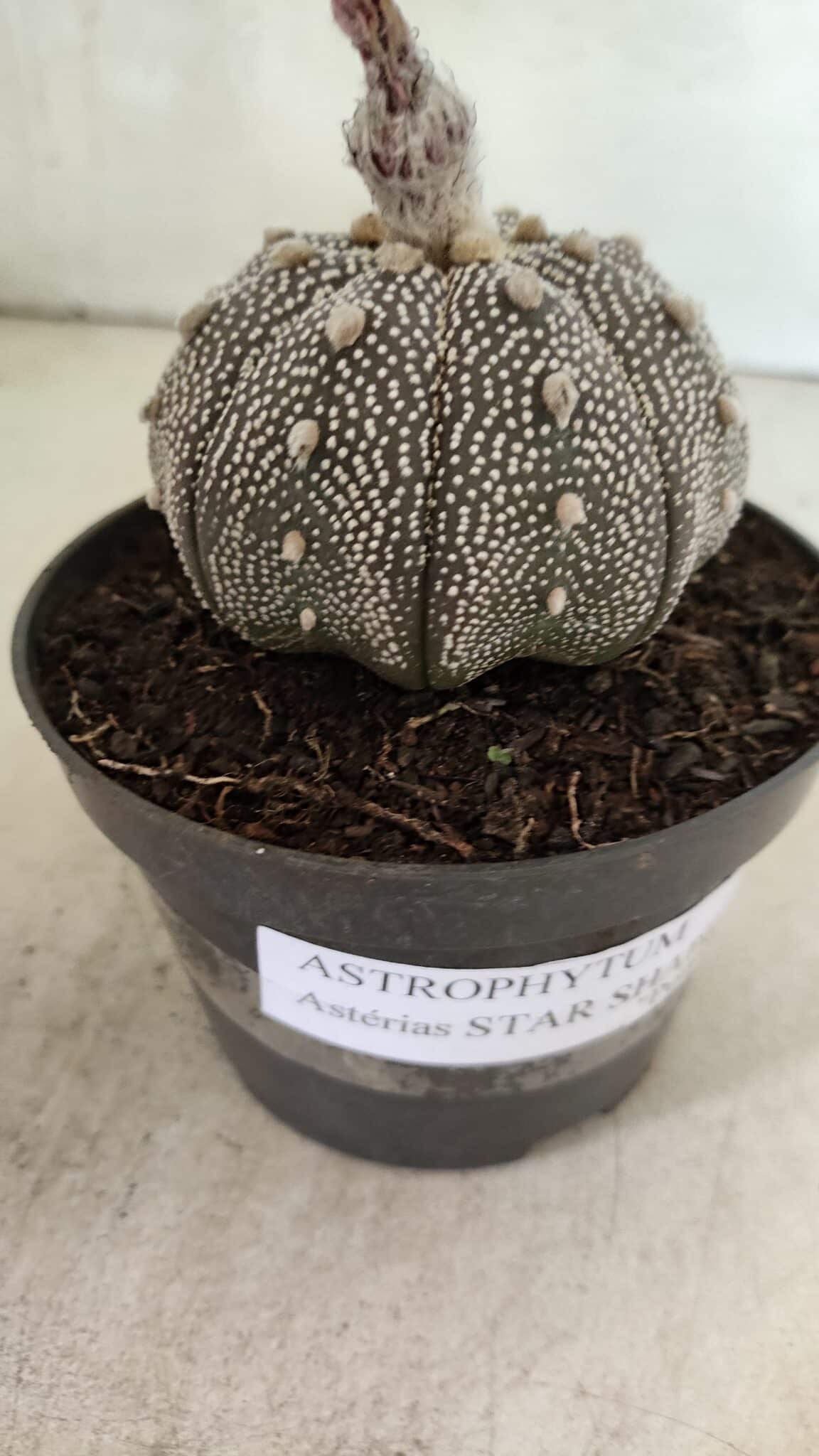 ASTROPHYTUM ASTERIAS STAR SHAPE "Purple" Nº 450 – vaso 11 - foto 6