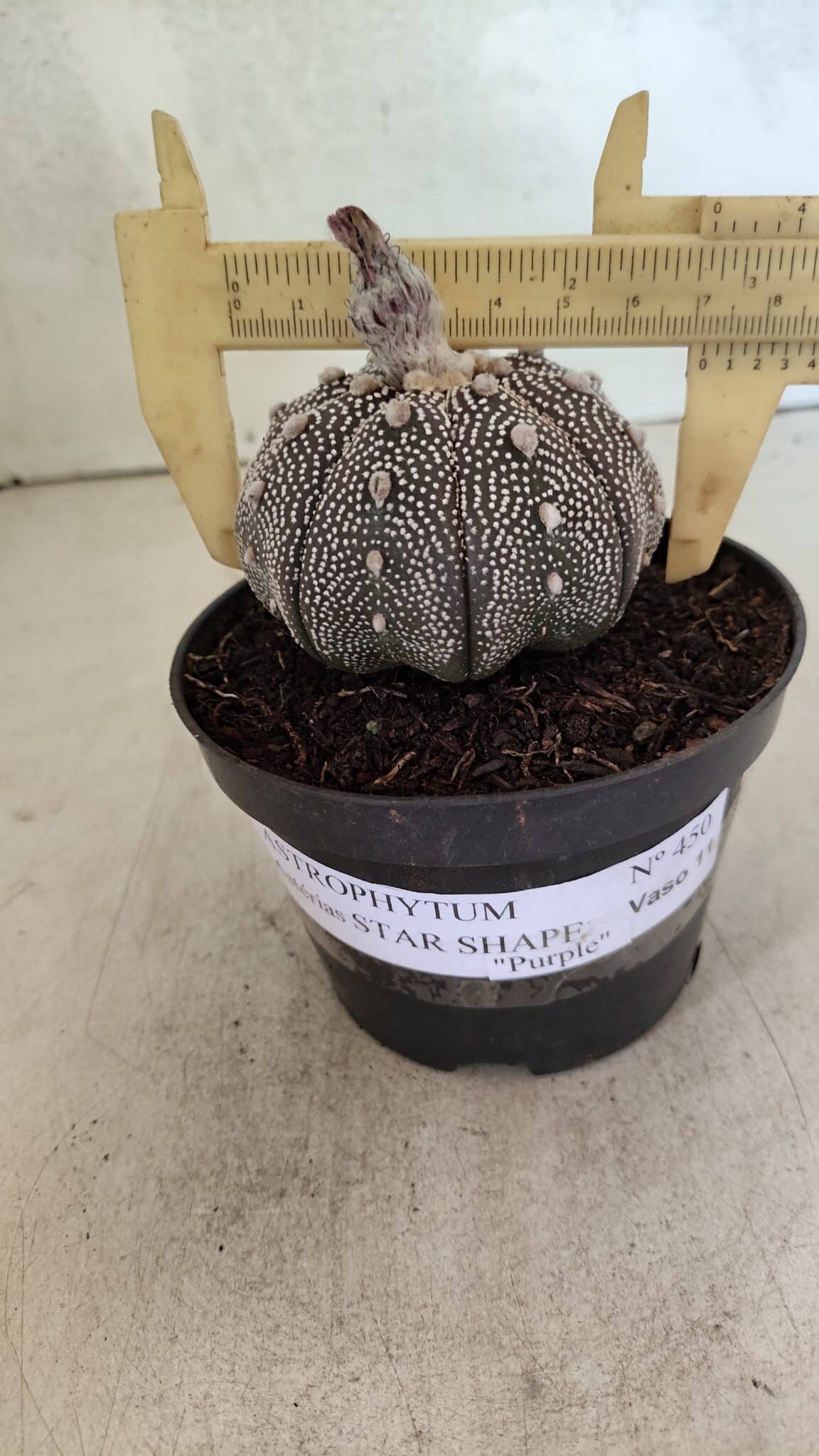 ASTROPHYTUM ASTERIAS STAR SHAPE "Purple" Nº 450 – vaso 11 - foto 5