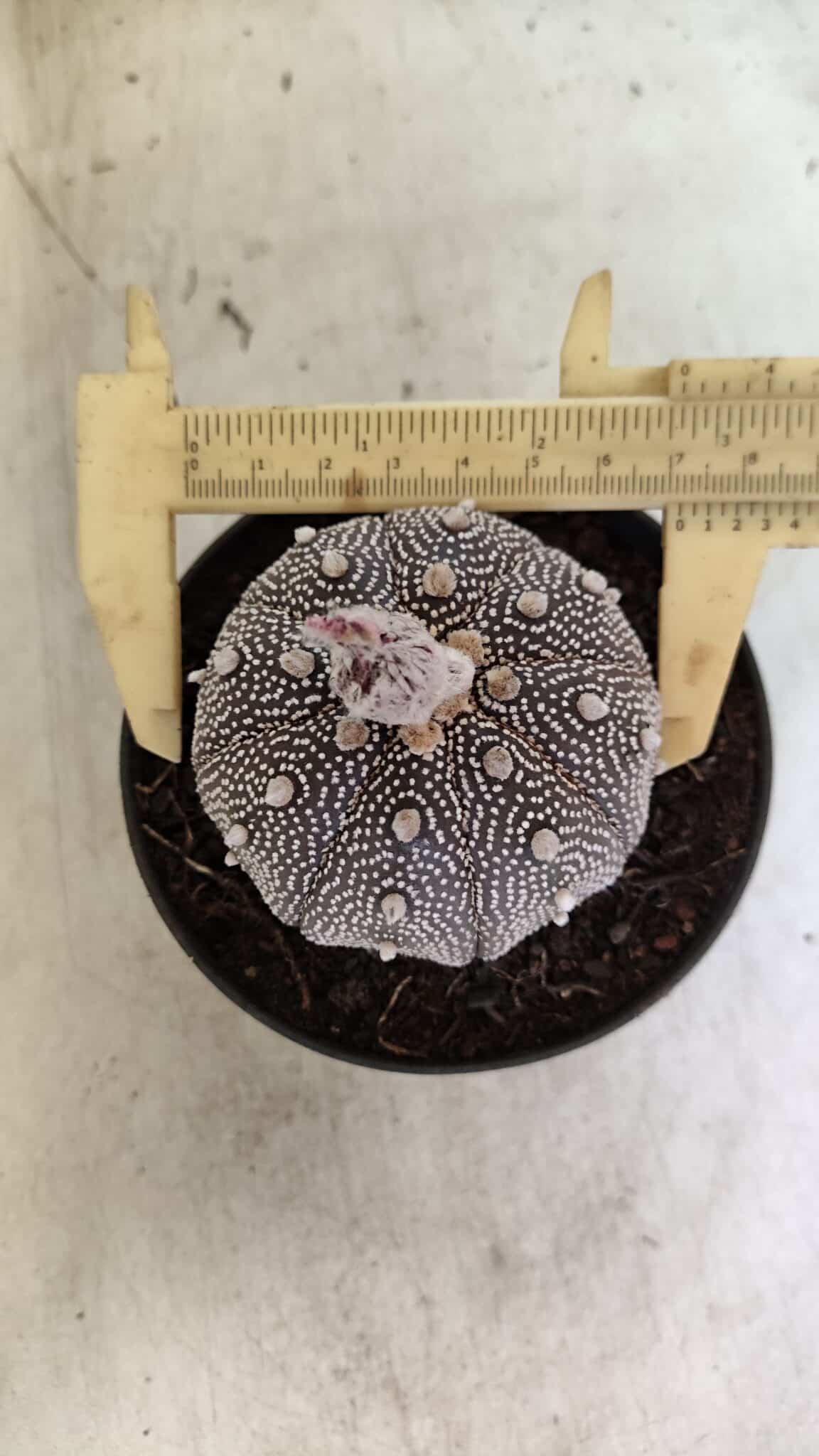 ASTROPHYTUM ASTERIAS STAR SHAPE "Purple" Nº 450 – vaso 11 - foto 4