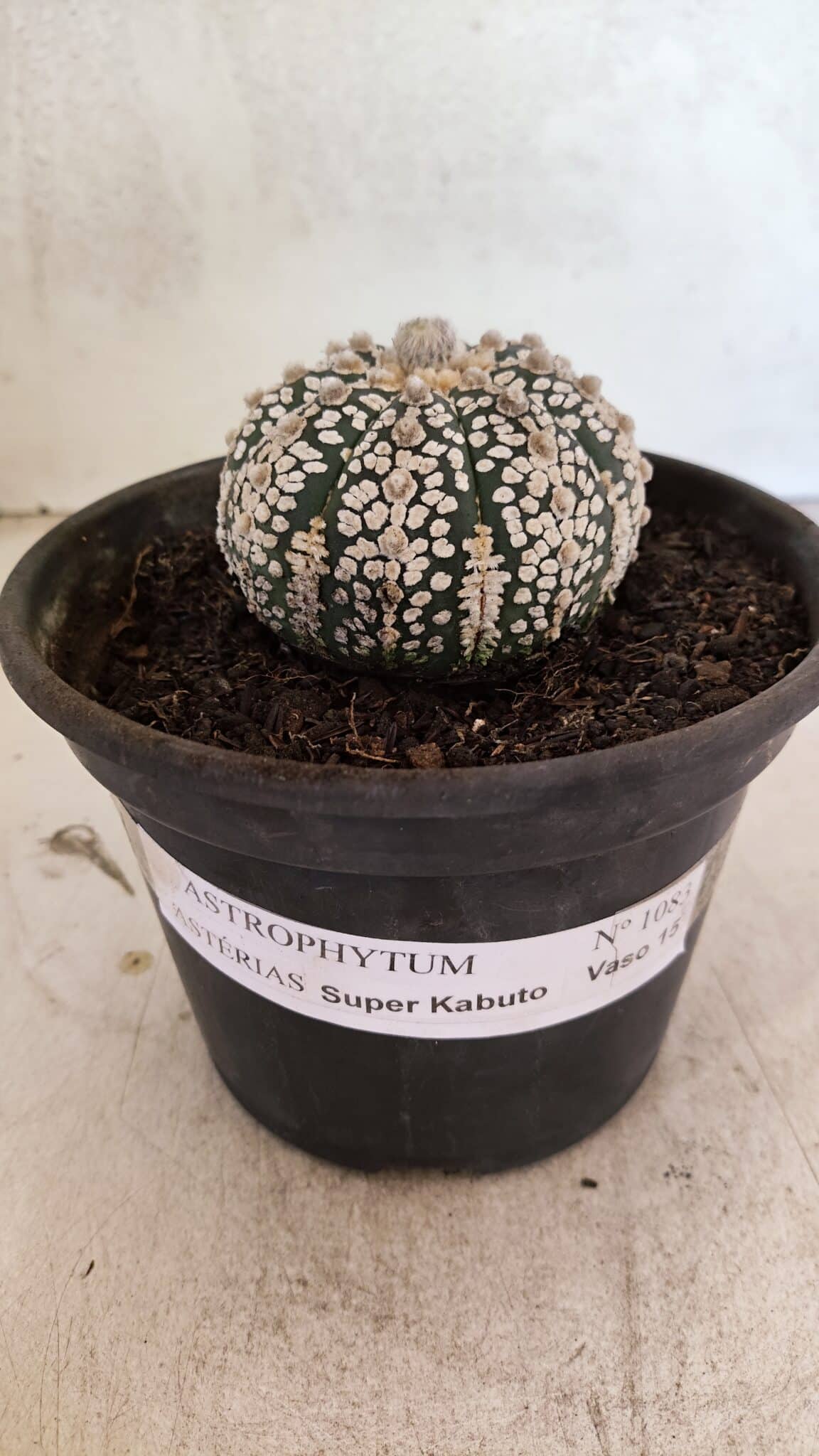 ASTROPHYTUM ASTERIAS SUPER KABUTO  Nº 1083 - vaso 15 - foto 2