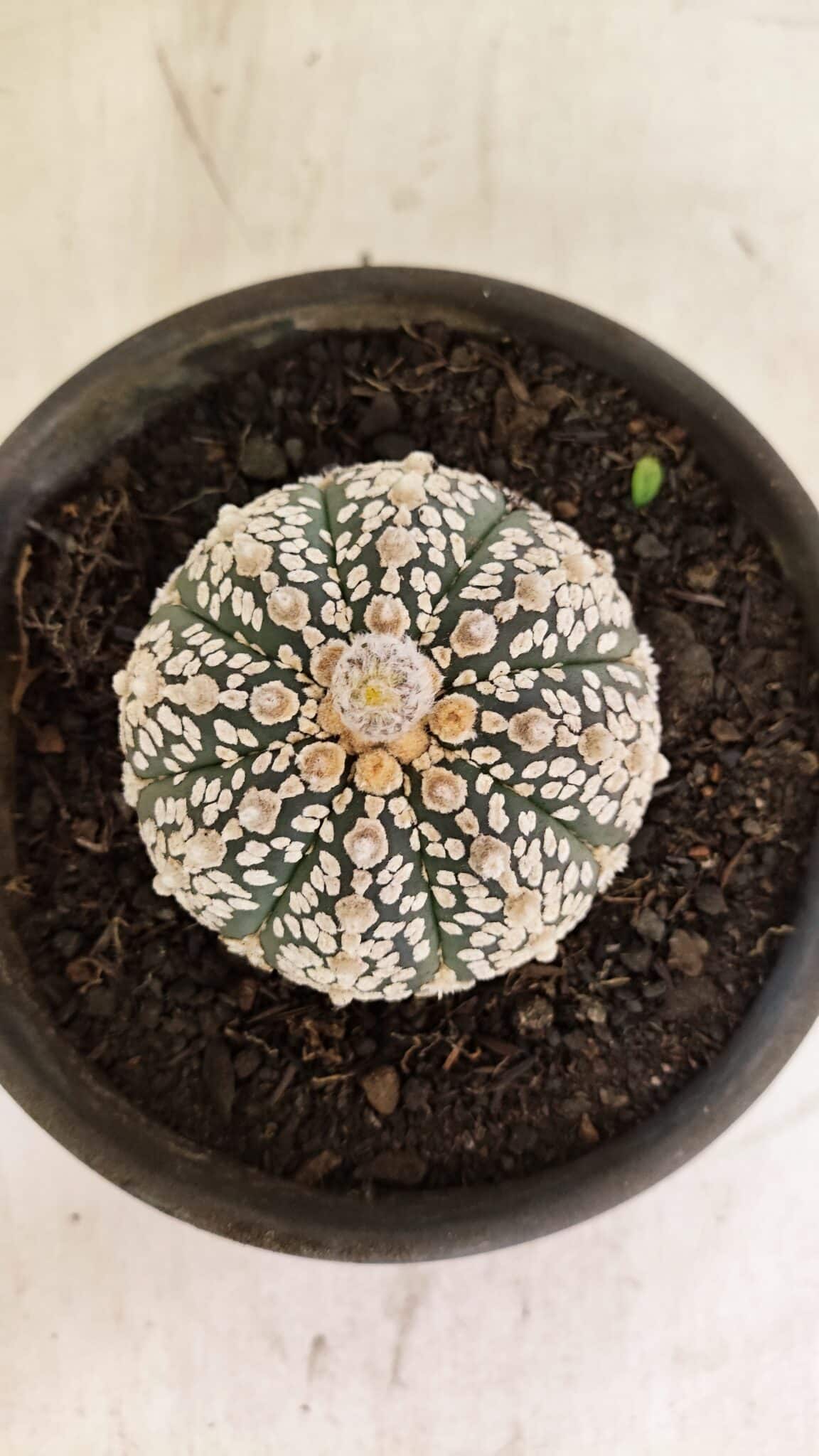 ASTROPHYTUM ASTERIAS SUPER KABUTO  Nº 1083 - vaso 15 - foto 3