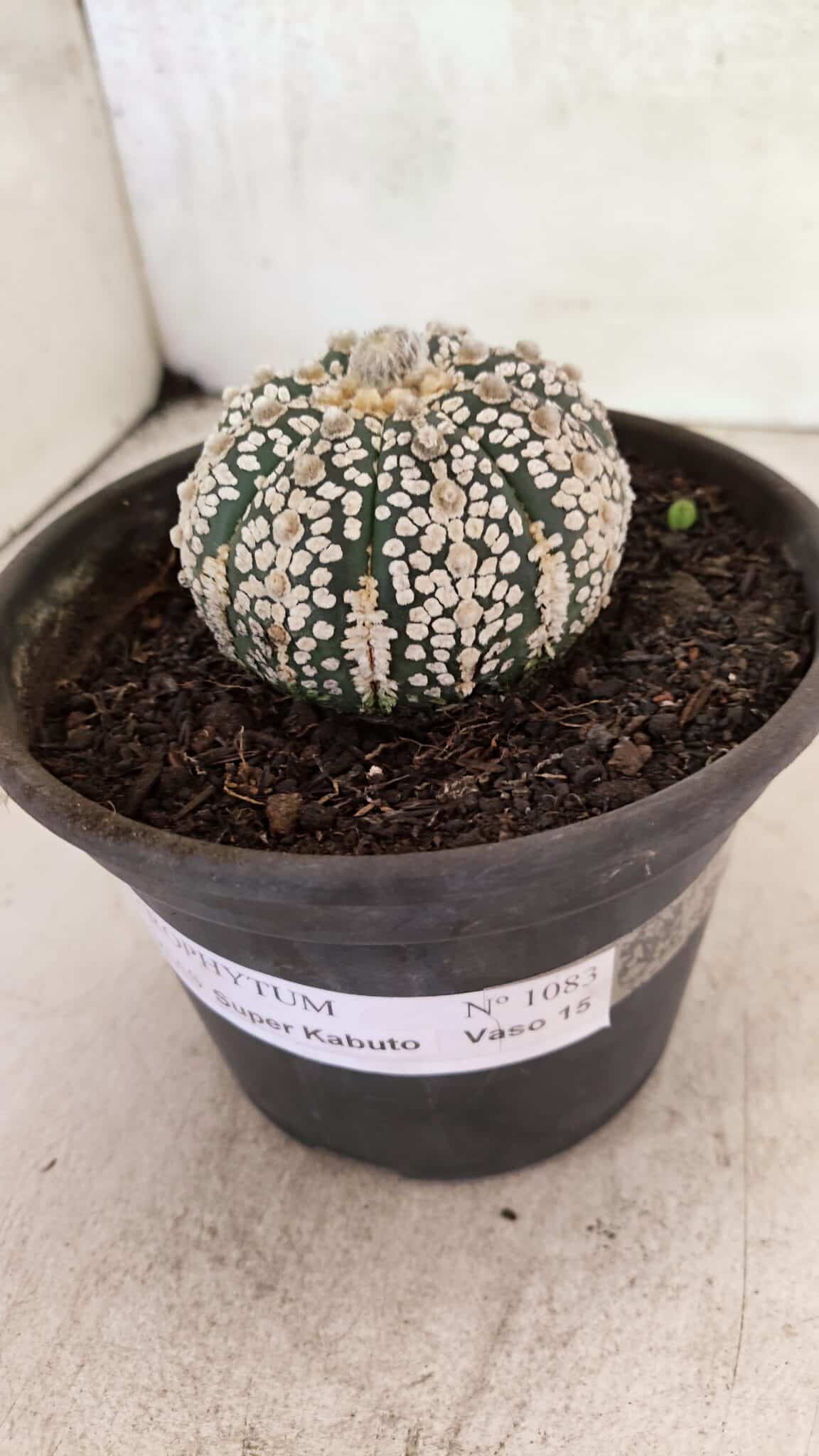 ASTROPHYTUM ASTERIAS SUPER KABUTO  Nº 1083 - vaso 15 - foto 9
