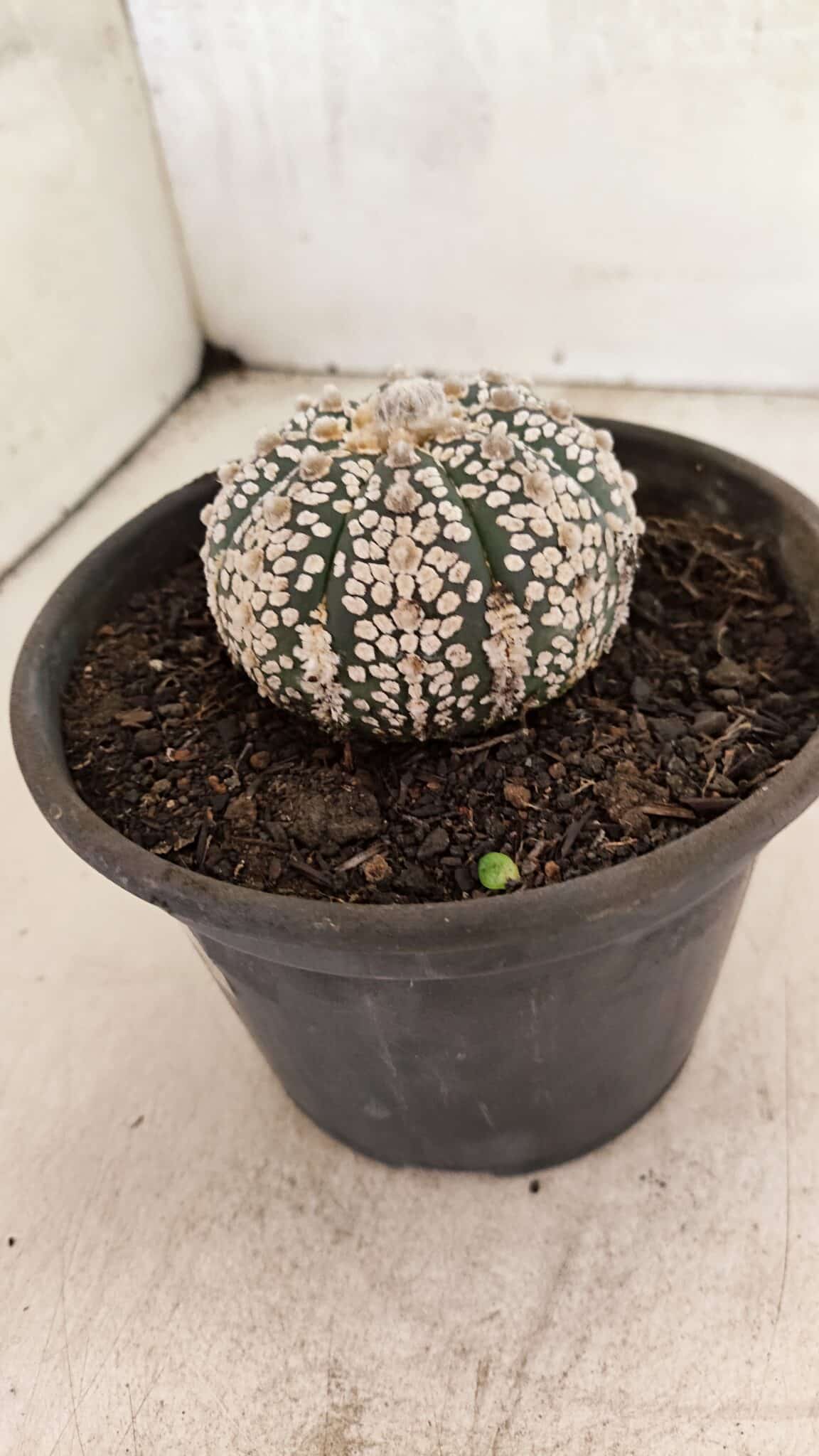 ASTROPHYTUM ASTERIAS SUPER KABUTO  Nº 1083 - vaso 15 - foto 8