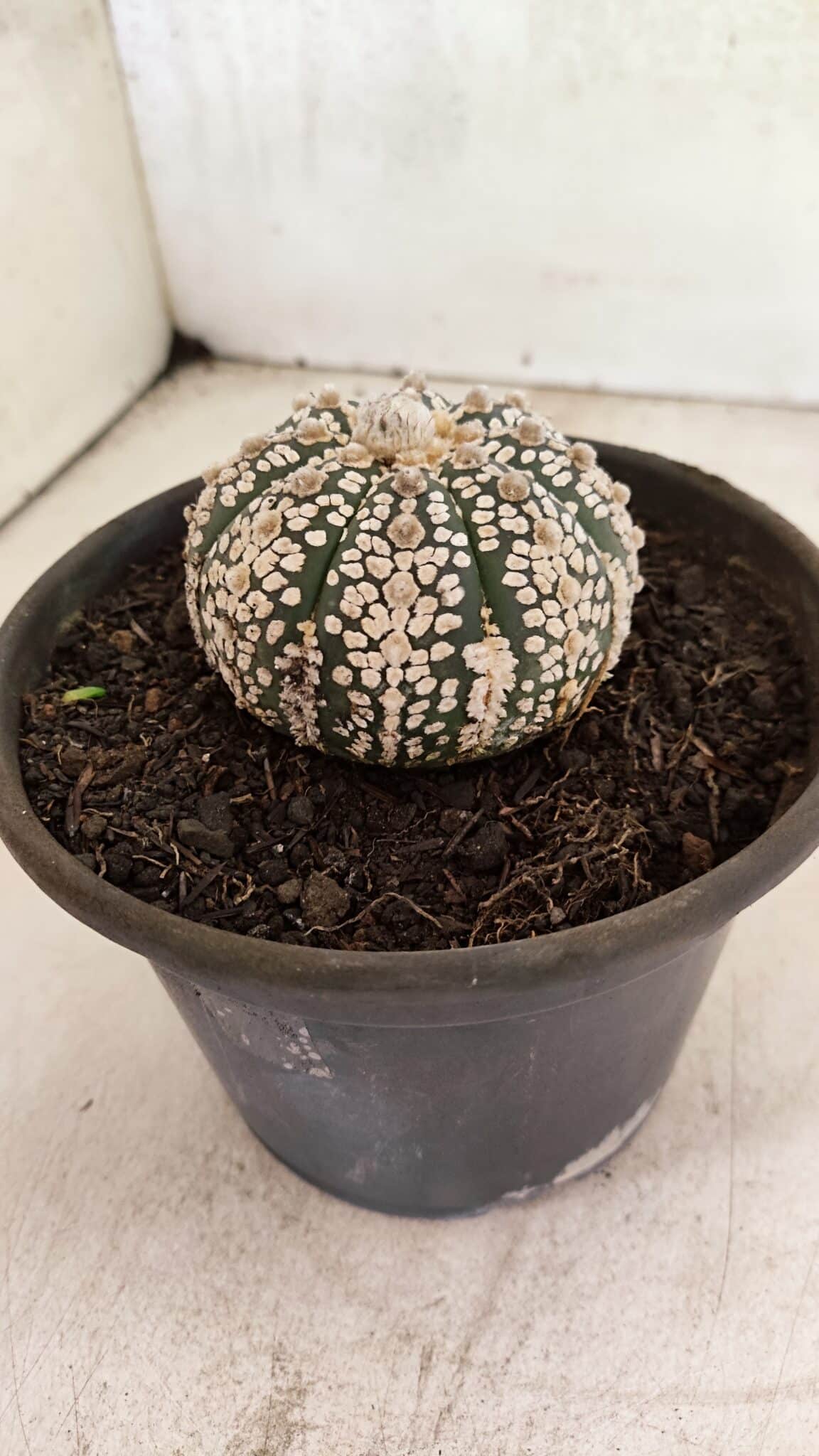 ASTROPHYTUM ASTERIAS SUPER KABUTO  Nº 1083 - vaso 15 - foto 7