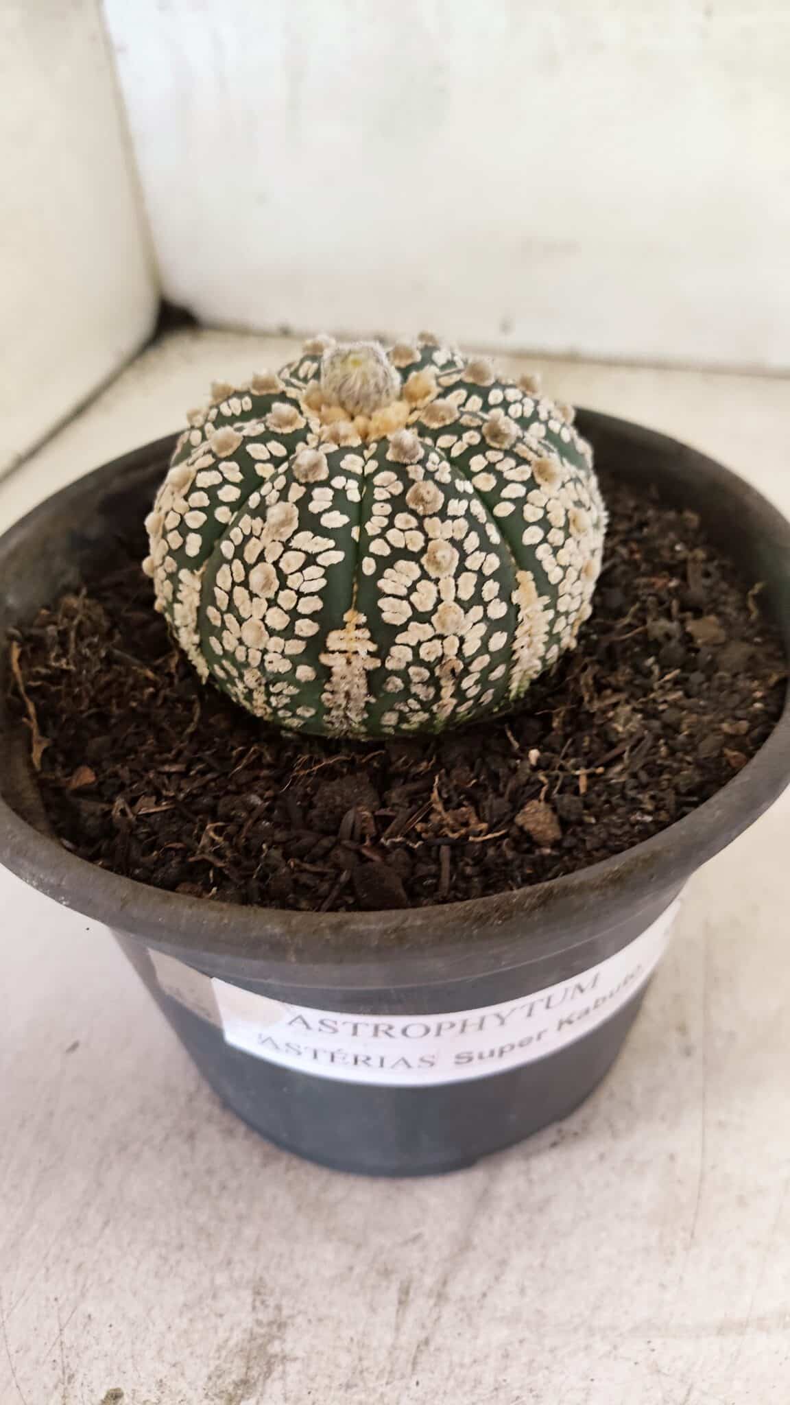 ASTROPHYTUM ASTERIAS SUPER KABUTO  Nº 1083 - vaso 15 - foto 6
