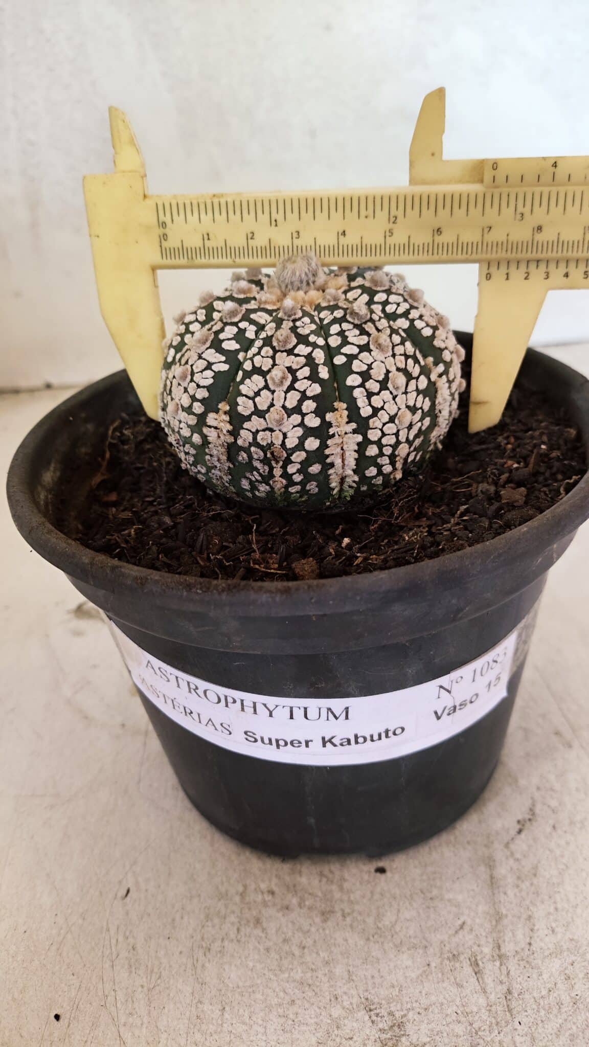 ASTROPHYTUM ASTERIAS SUPER KABUTO  Nº 1083 - vaso 15 - foto 4