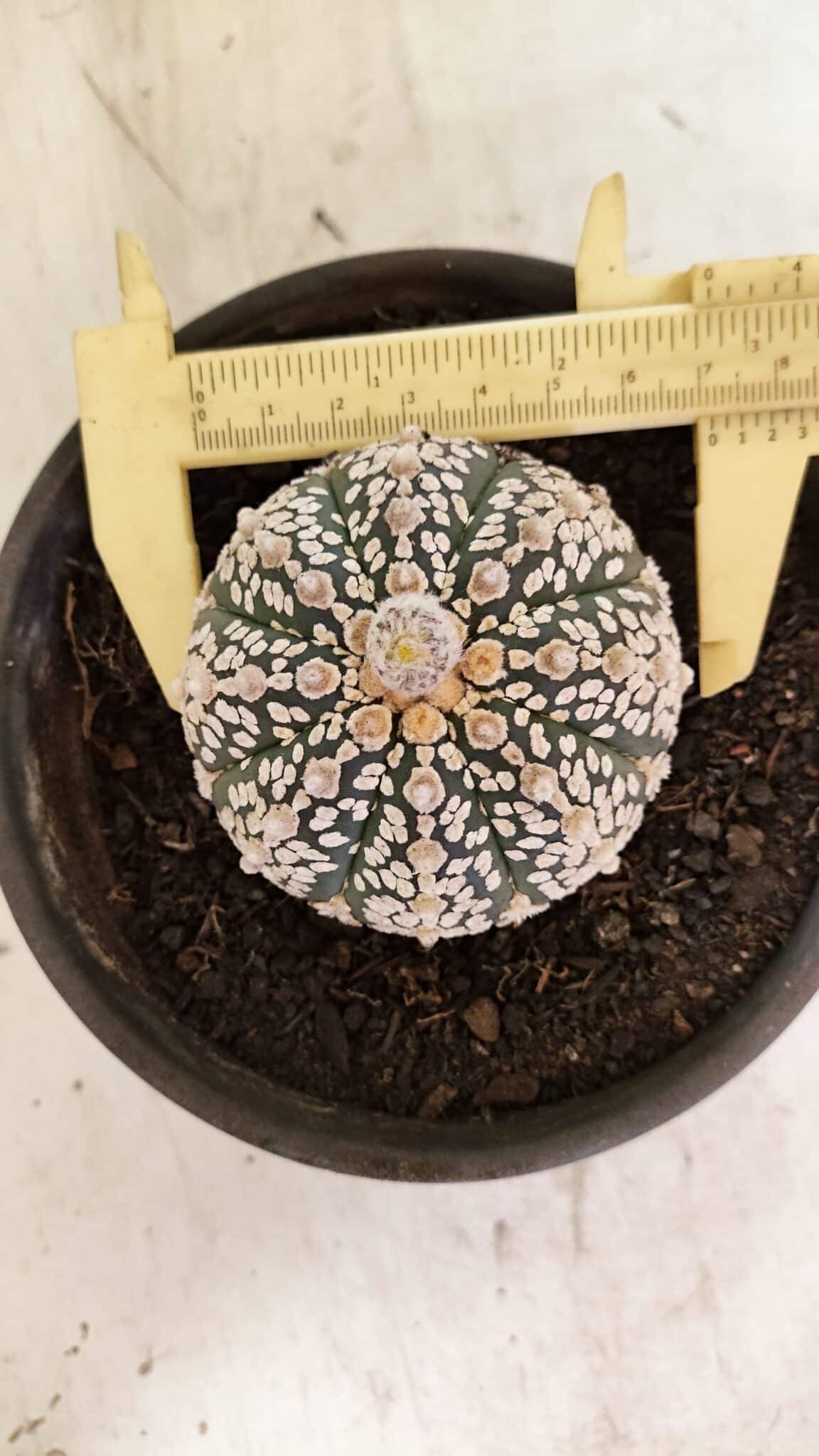 ASTROPHYTUM ASTERIAS SUPER KABUTO  Nº 1083 - vaso 15 - foto 5
