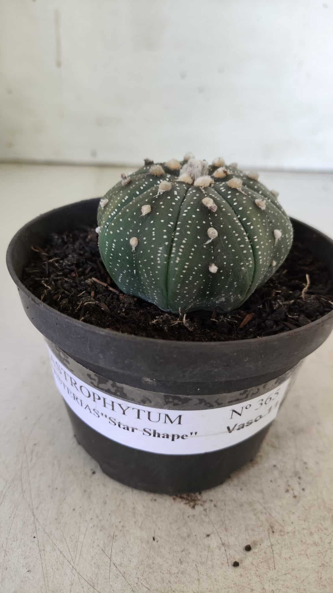 ASTROPHYTUM ASTERIAS STAR SHAPE Nº 366 – vaso 11