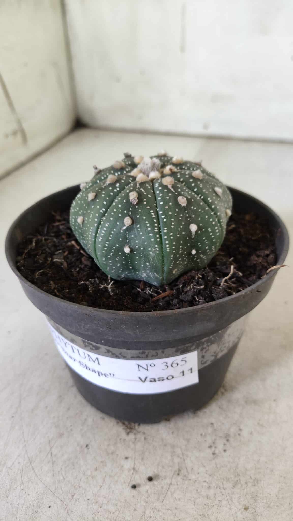ASTROPHYTUM ASTERIAS STAR SHAPE Nº 366 – vaso 11