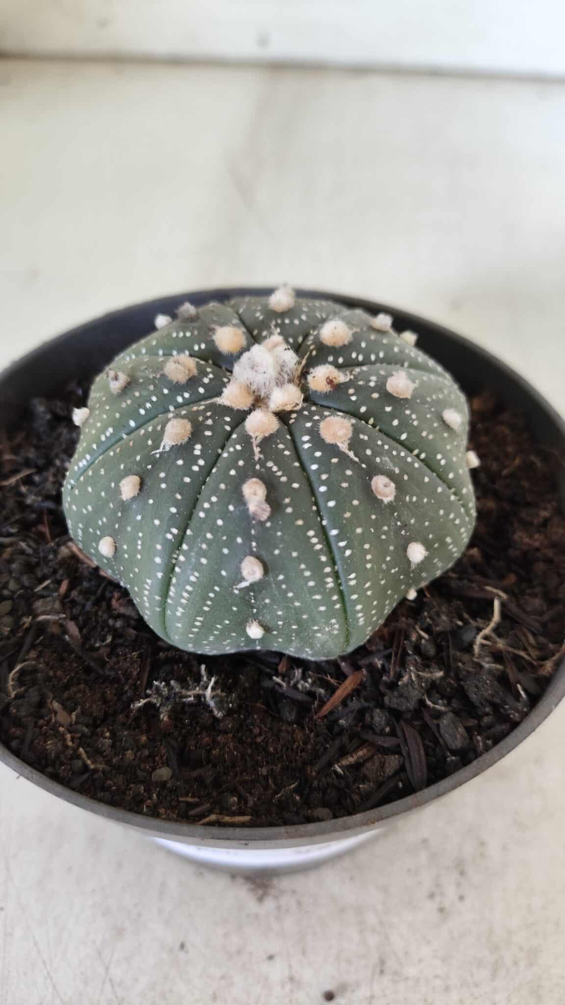 ASTROPHYTUM ASTERIAS STAR SHAPE Nº 366 – vaso 11