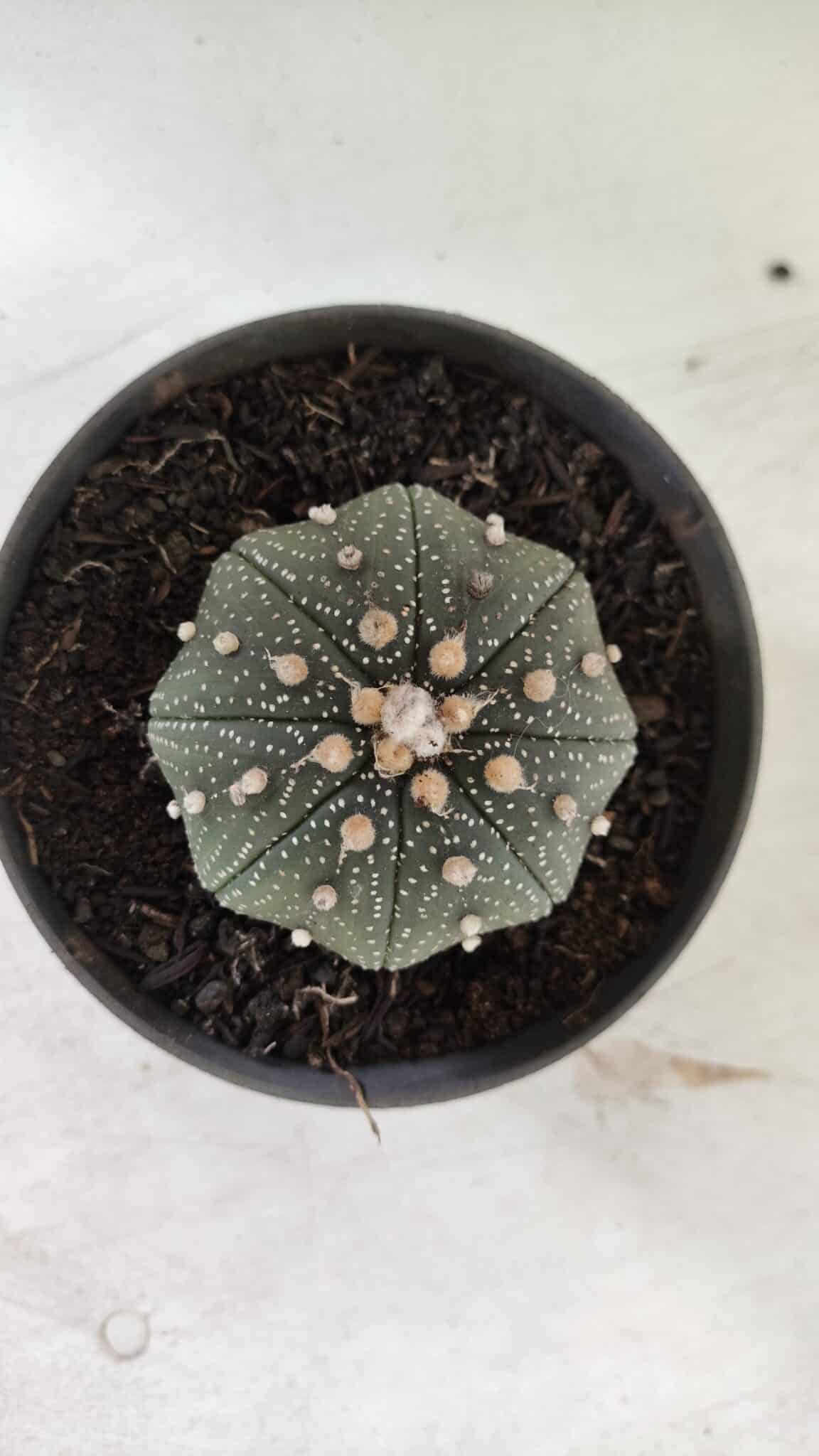ASTROPHYTUM ASTERIAS STAR SHAPE Nº 366 – vaso 11