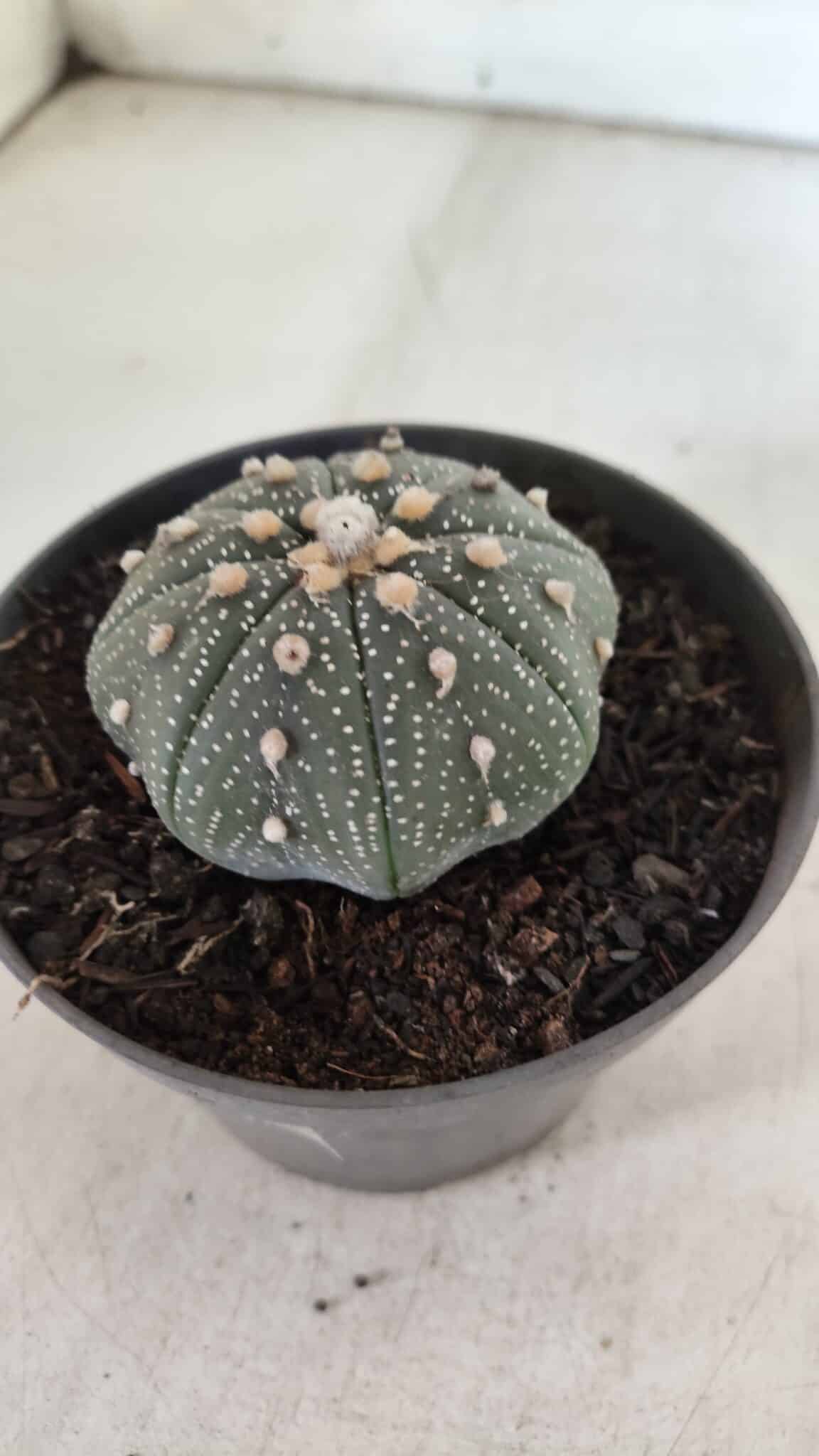 ASTROPHYTUM ASTERIAS STAR SHAPE Nº 366 – vaso 11