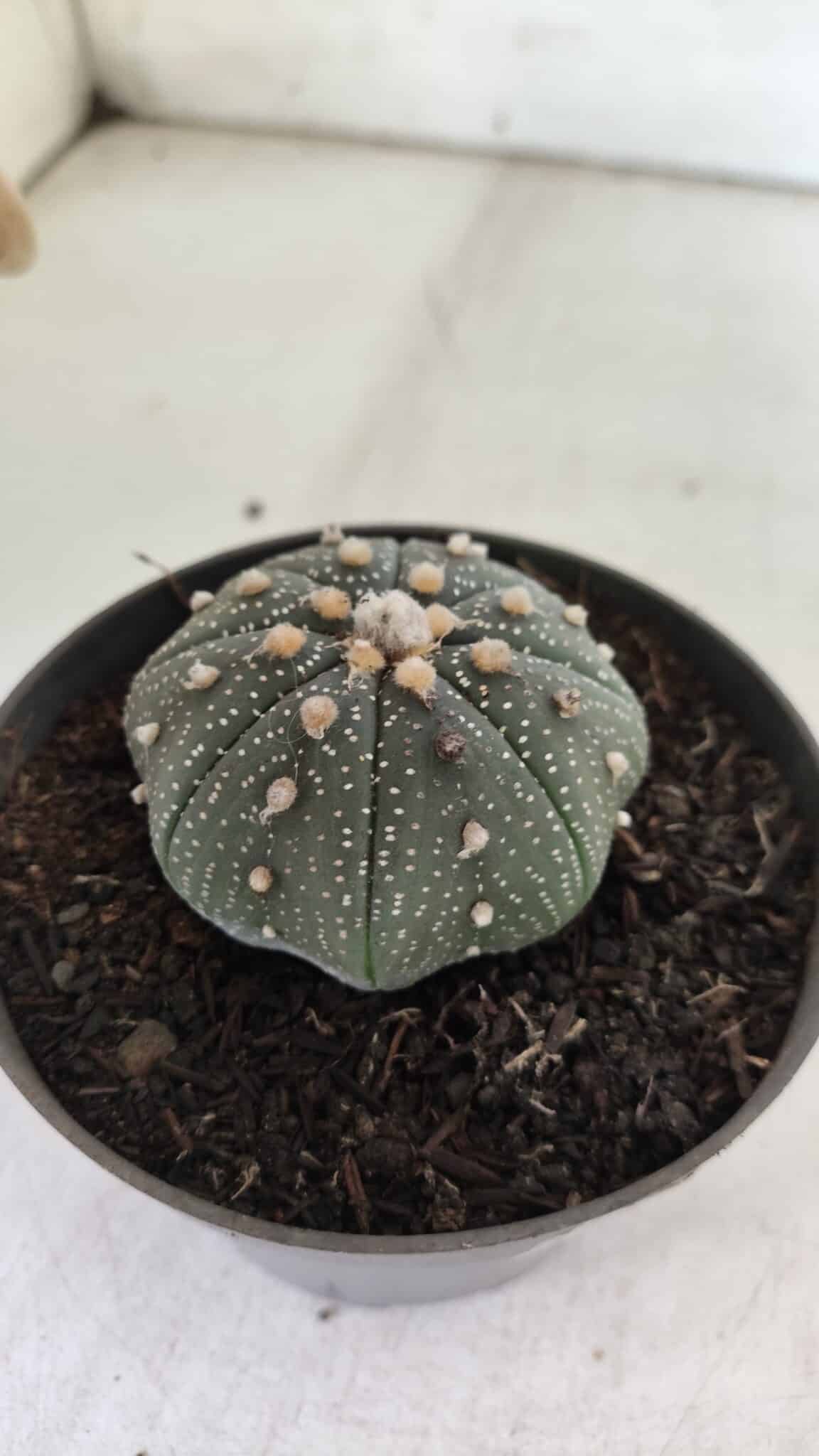 ASTROPHYTUM ASTERIAS STAR SHAPE Nº 366 – vaso 11