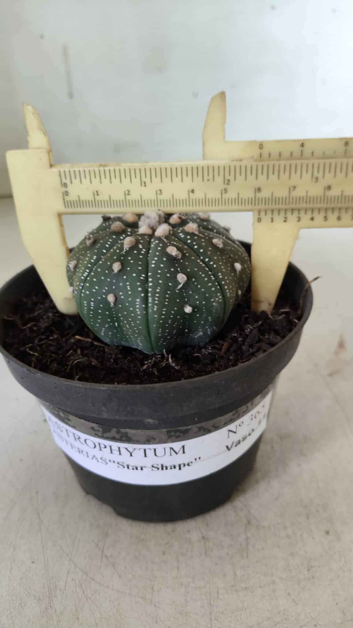 ASTROPHYTUM ASTERIAS STAR SHAPE Nº 366 – vaso 11