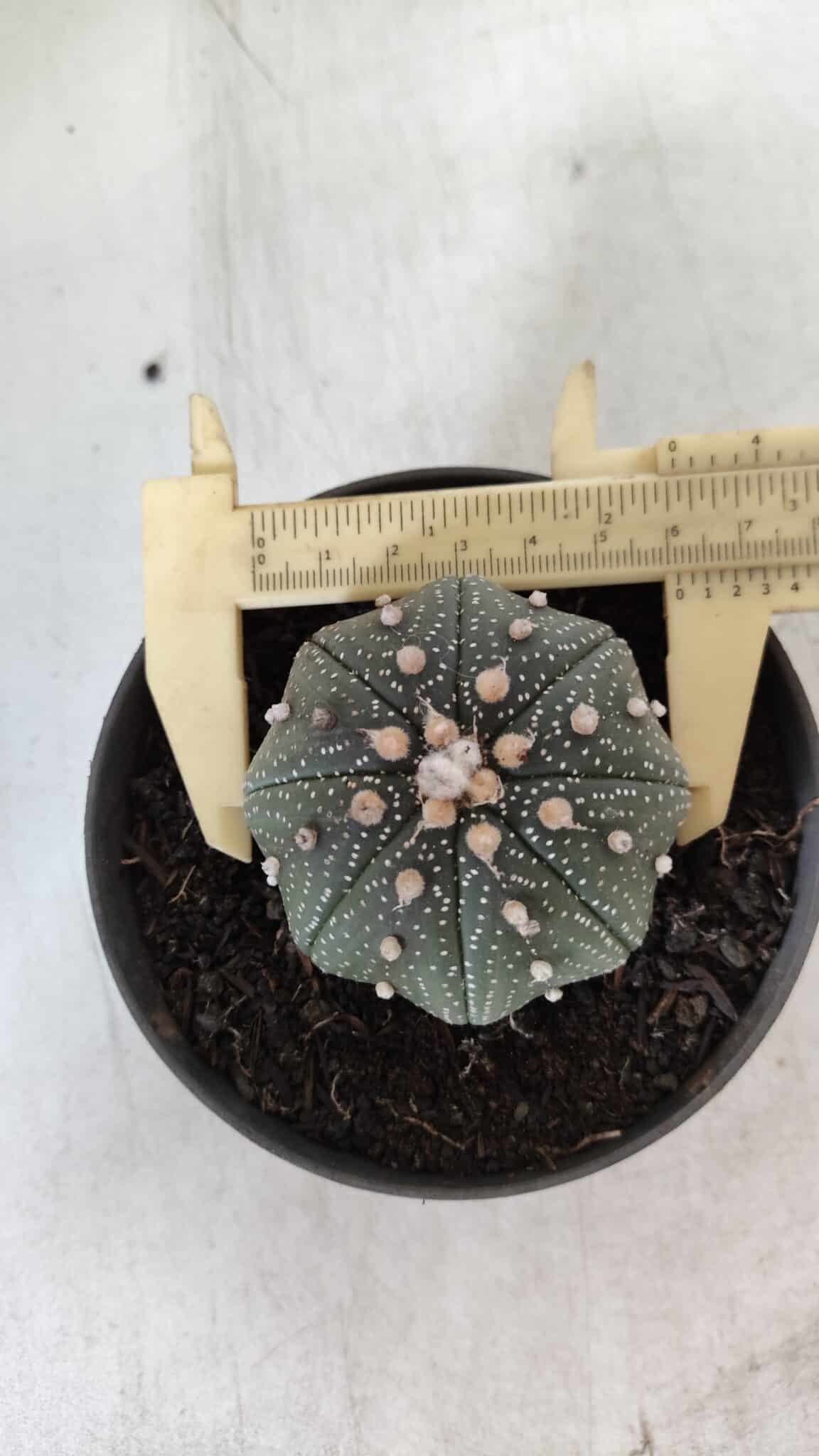 ASTROPHYTUM ASTERIAS STAR SHAPE Nº 366 – vaso 11
