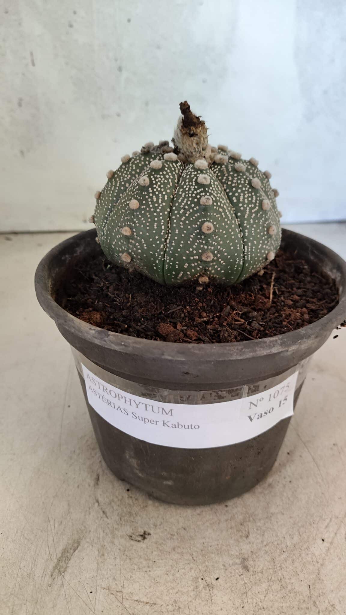 MATRIZ ASTROPHYTUM ASTERIAS SUPER KABUTO  Nº 1075 - vaso 15 - foto 2