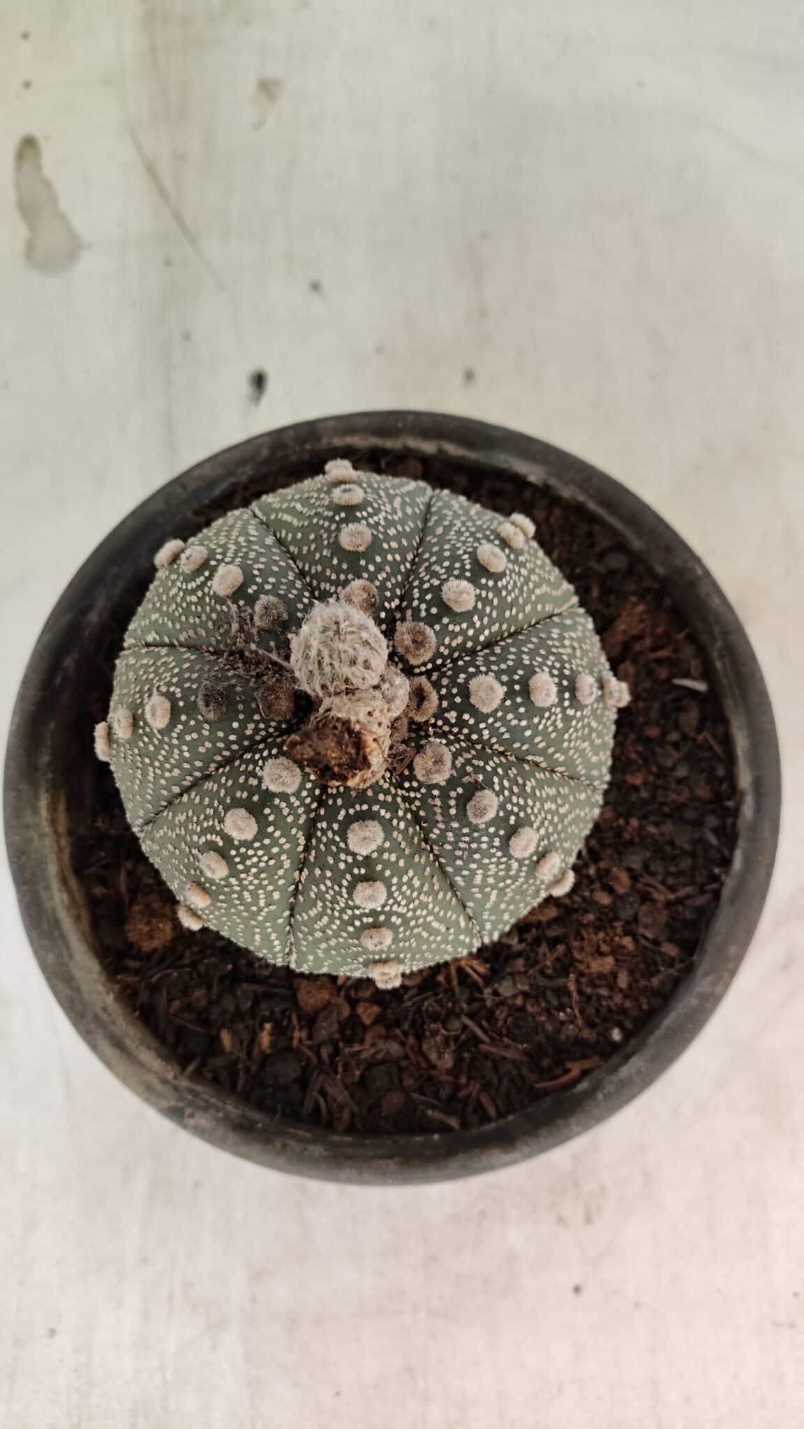 MATRIZ ASTROPHYTUM ASTERIAS SUPER KABUTO  Nº 1075 - vaso 15 - foto 3