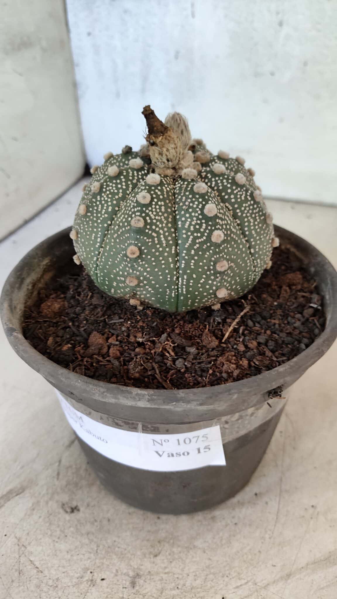 MATRIZ ASTROPHYTUM ASTERIAS SUPER KABUTO  Nº 1075 - vaso 15 - foto 6