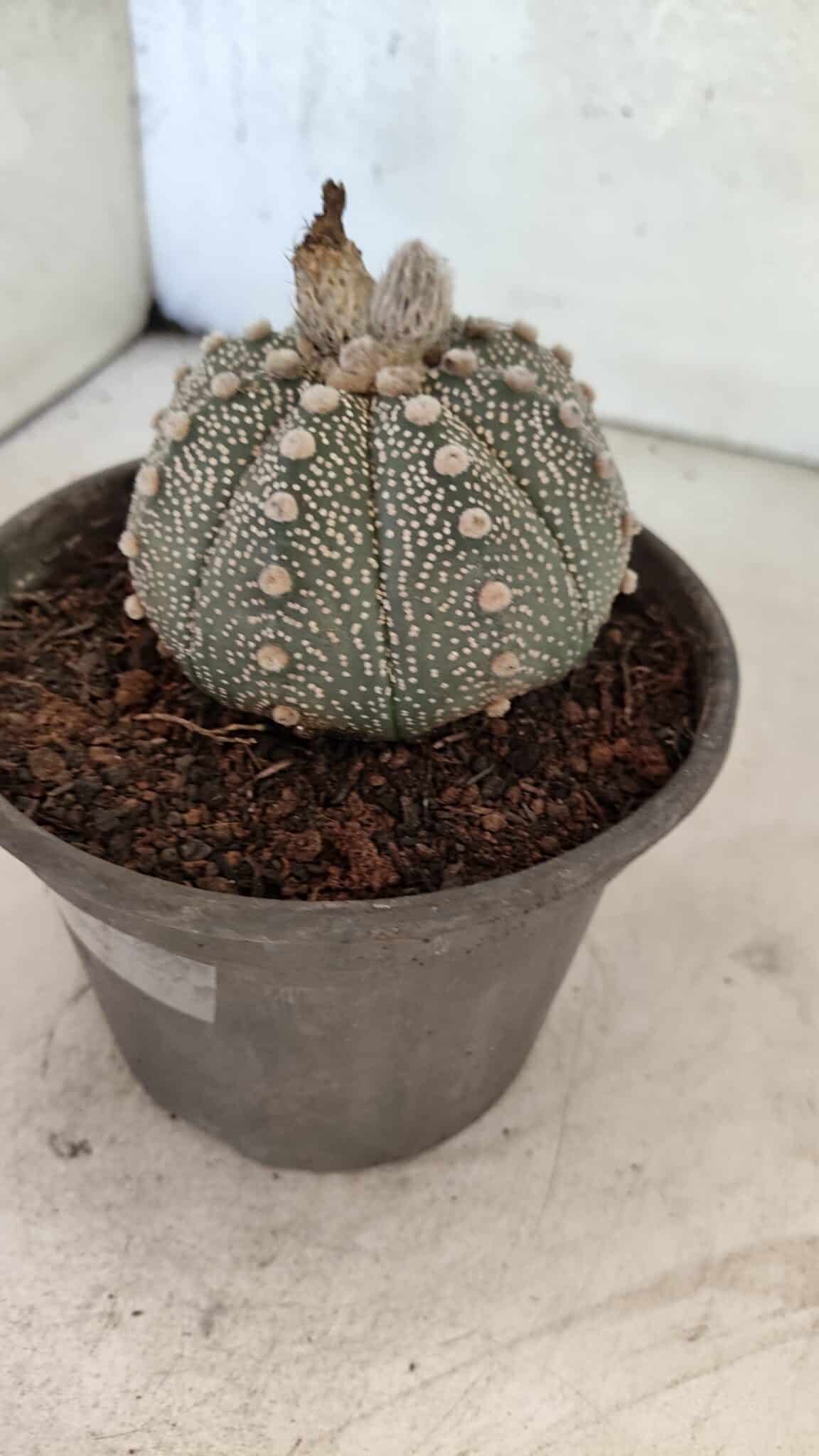 MATRIZ ASTROPHYTUM ASTERIAS SUPER KABUTO  Nº 1075 - vaso 15 - foto 7