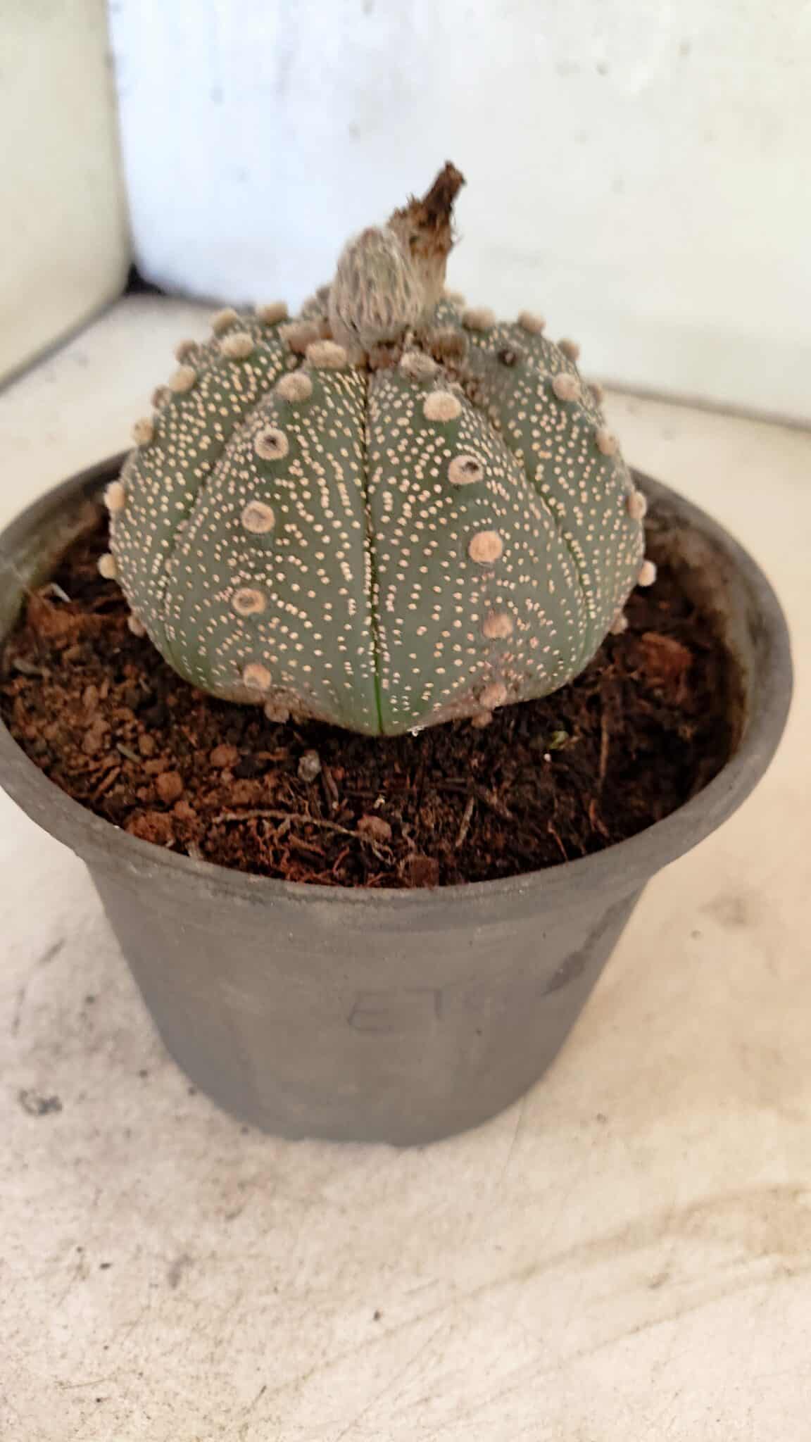 MATRIZ ASTROPHYTUM ASTERIAS SUPER KABUTO  Nº 1075 - vaso 15 - foto 8